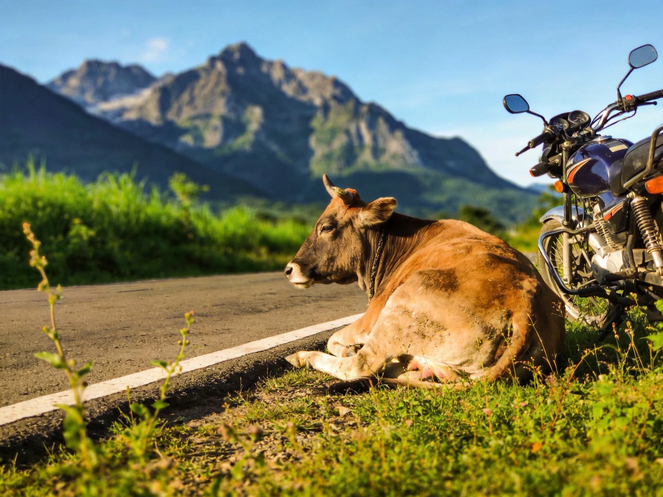 A brown cow rests beside a motorcycle on a mountainous roadside