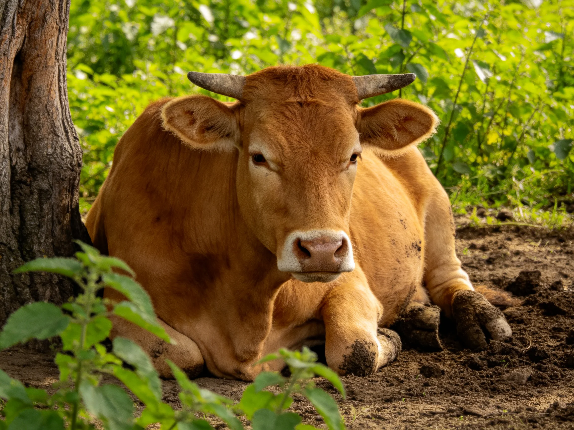 A brown cow rests near a tree amid lush green foliage