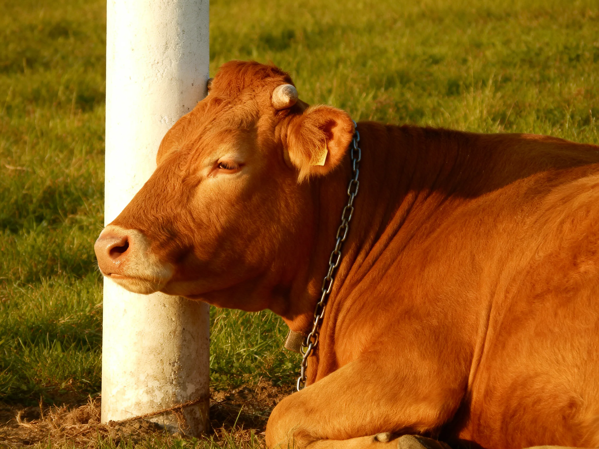 A brown cow rests near a white post with a metal chain