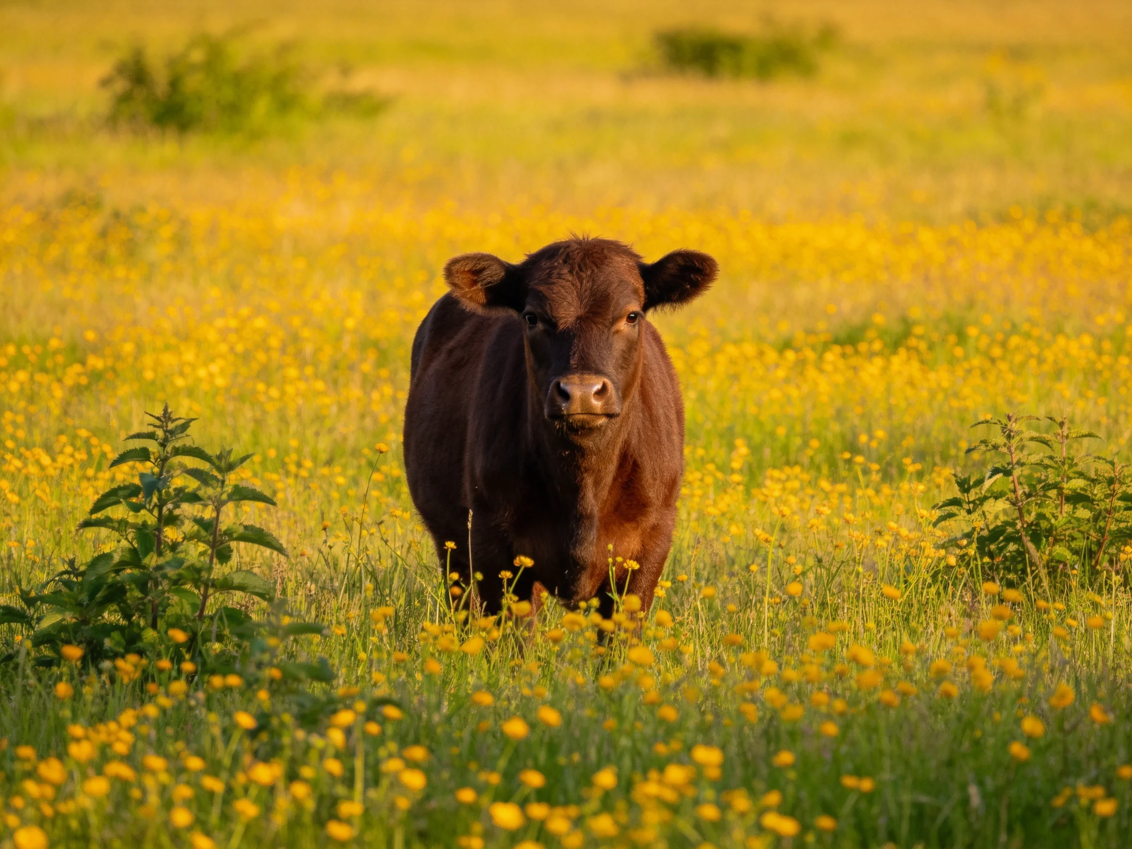 A brown cow stands in a field of yellow flowers surrounded by greenery.