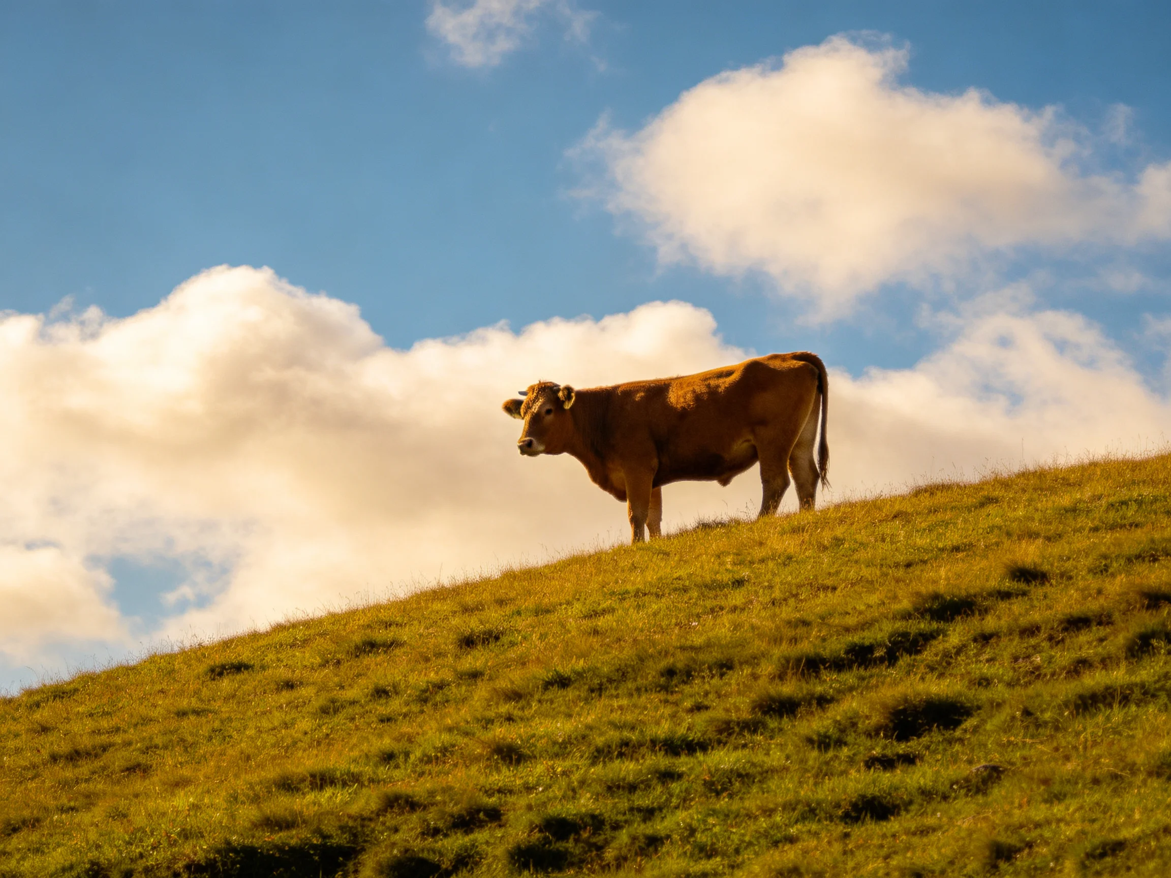 A brown cow stands atop a lush green hill beneath bright blue sky