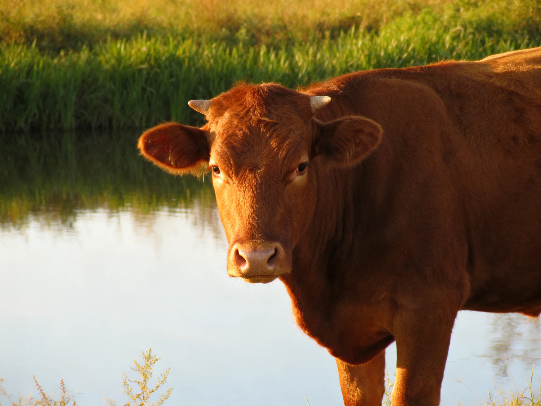 A brown cow stands by calm water with lush green vegetation