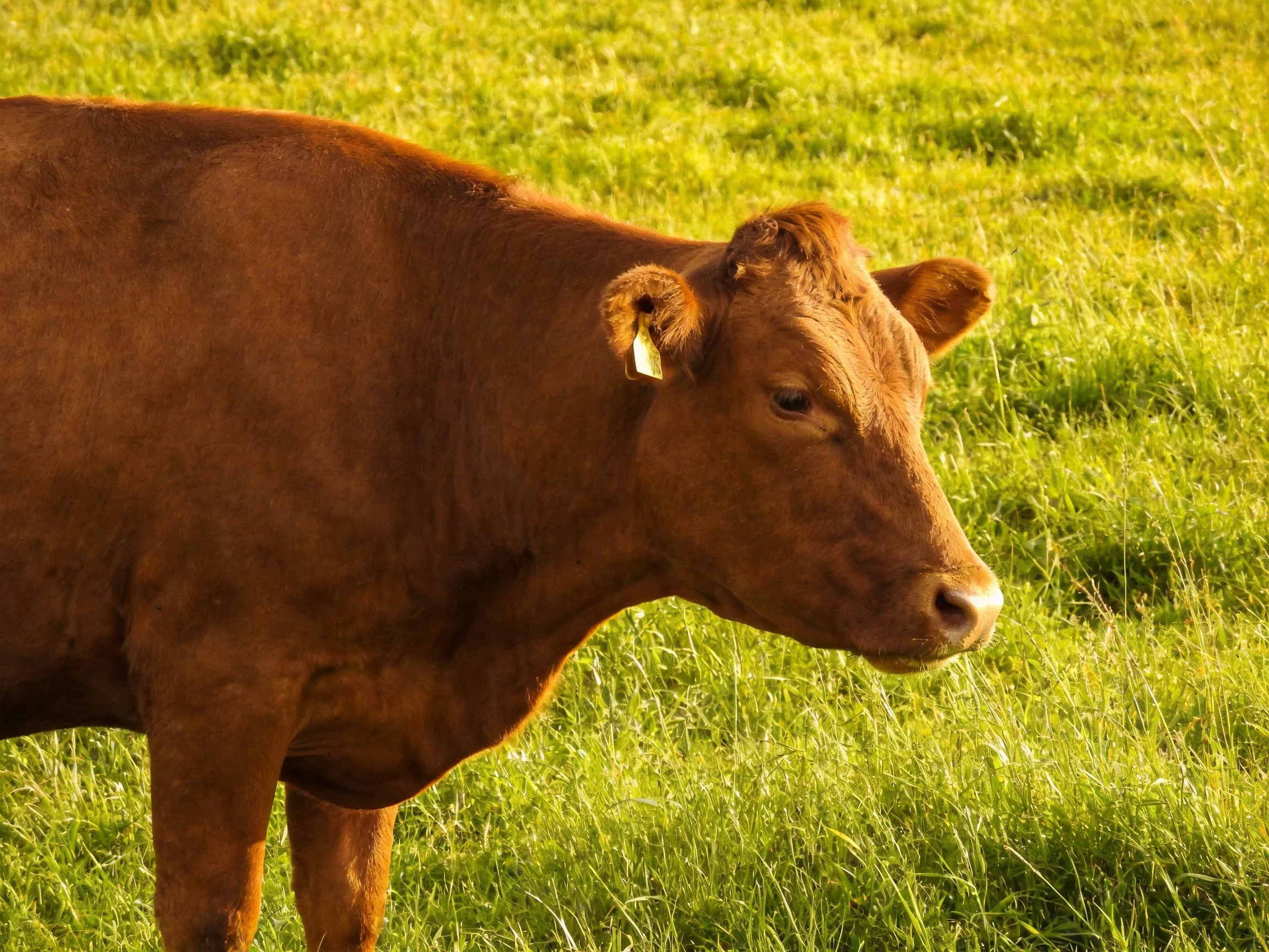 A brown cow stands calmly in a sunlit green pasture.