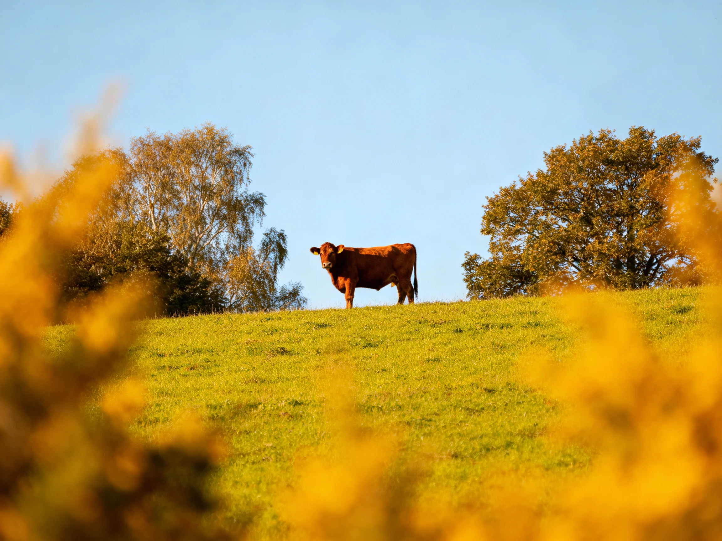 A brown cow stands alone on a grassy hill near leafy trees
