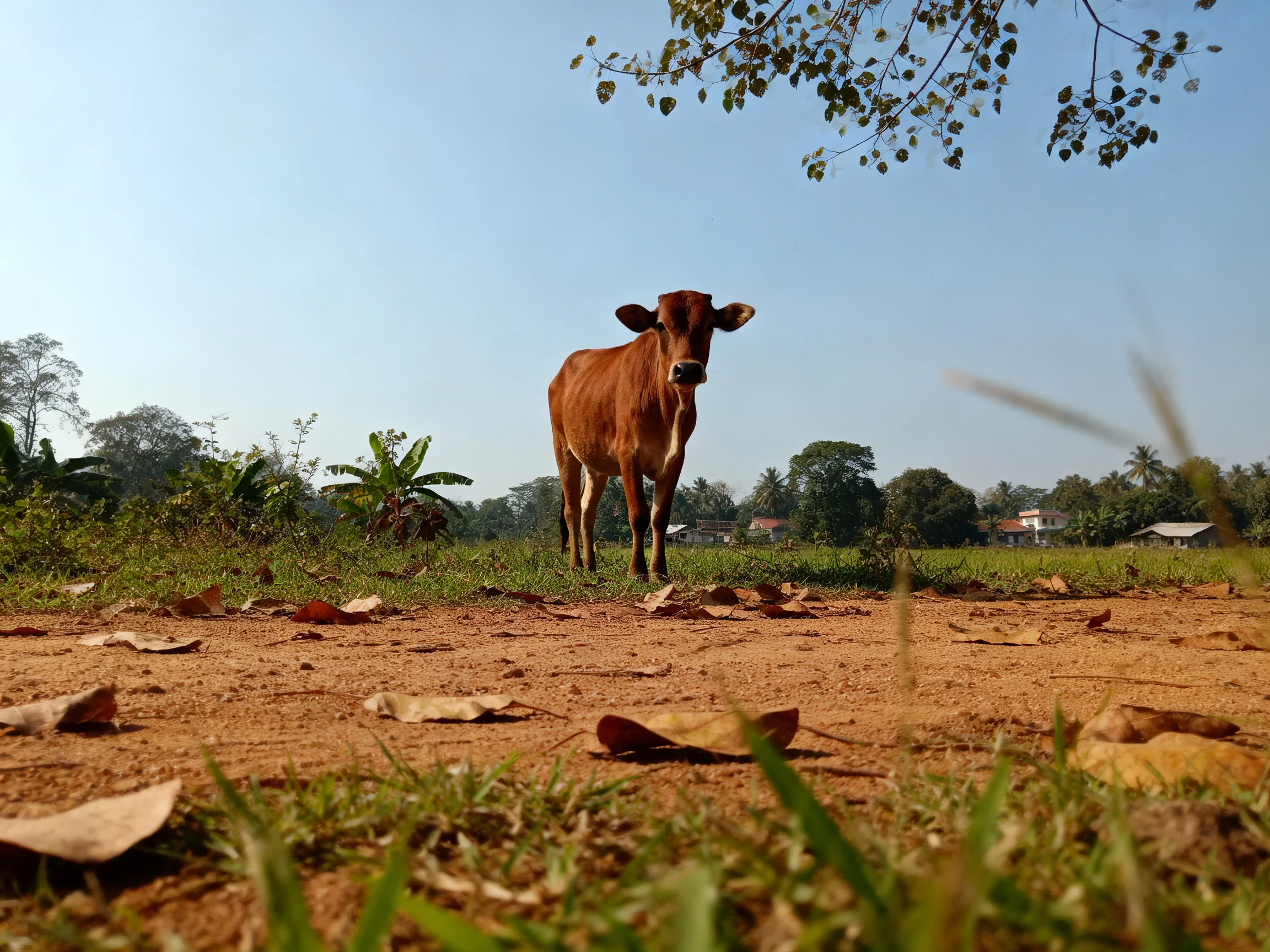 A brown cow stands on a leaf-strewn dirt path with green surroundings