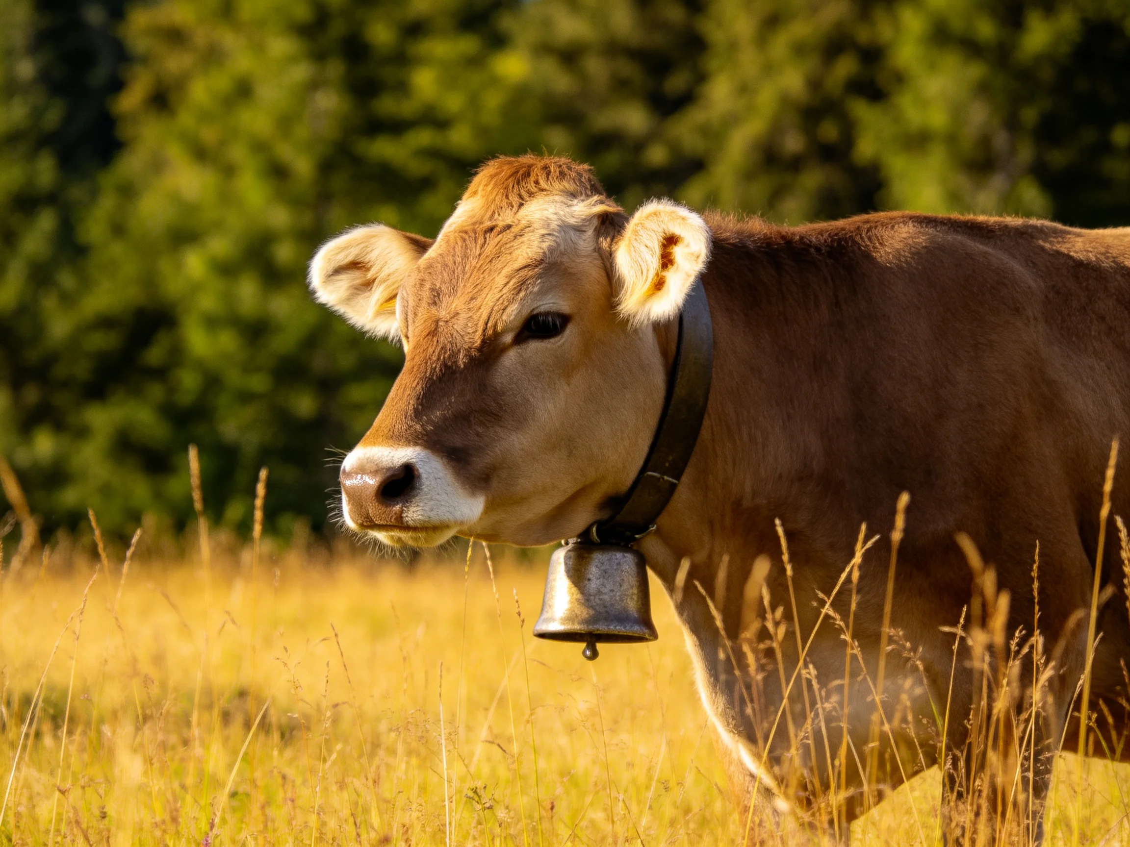 A brown cow with a bell in a sunlit golden meadow