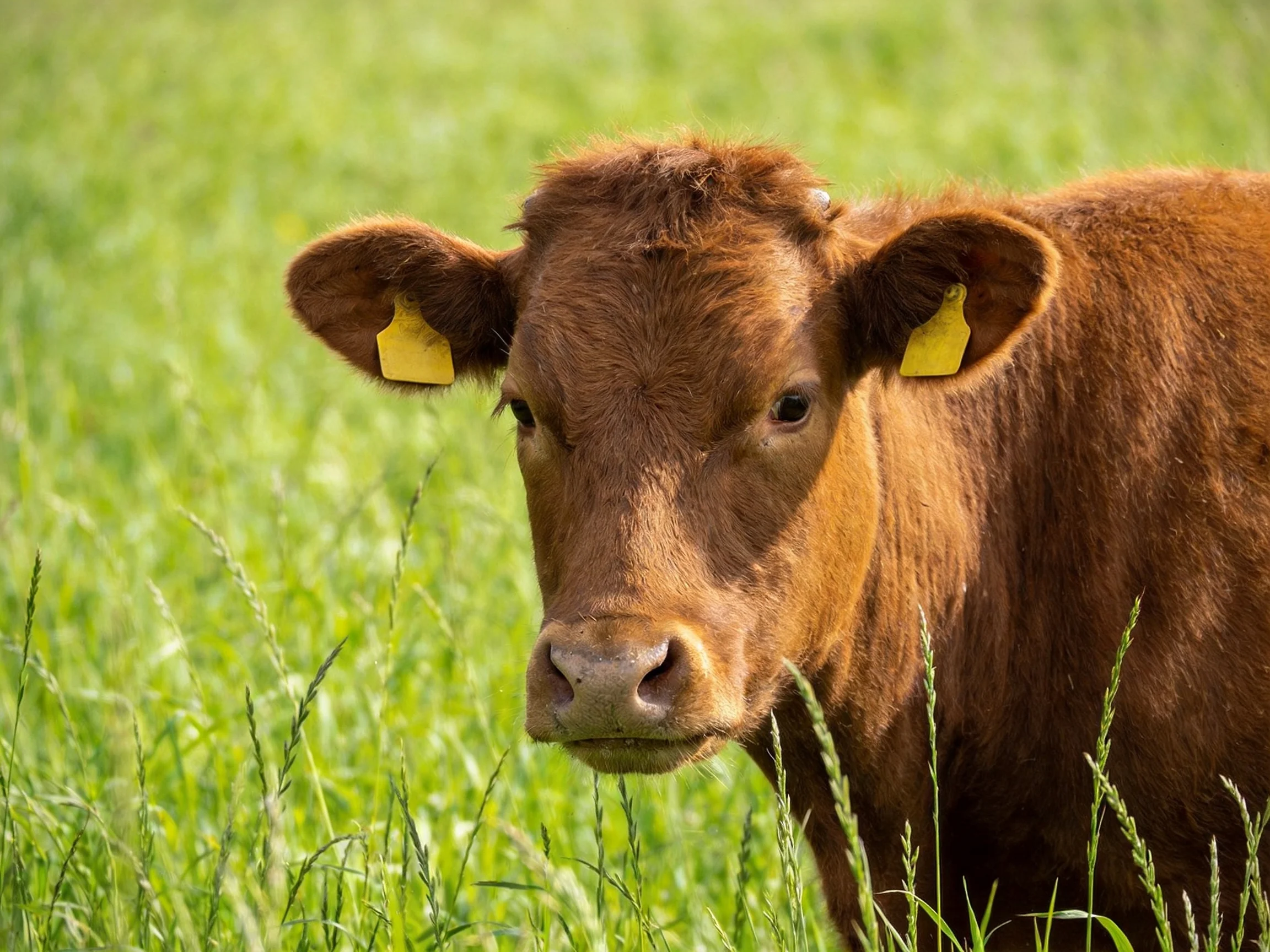 A brown cow with yellow ear tags stands in a lush green meadow