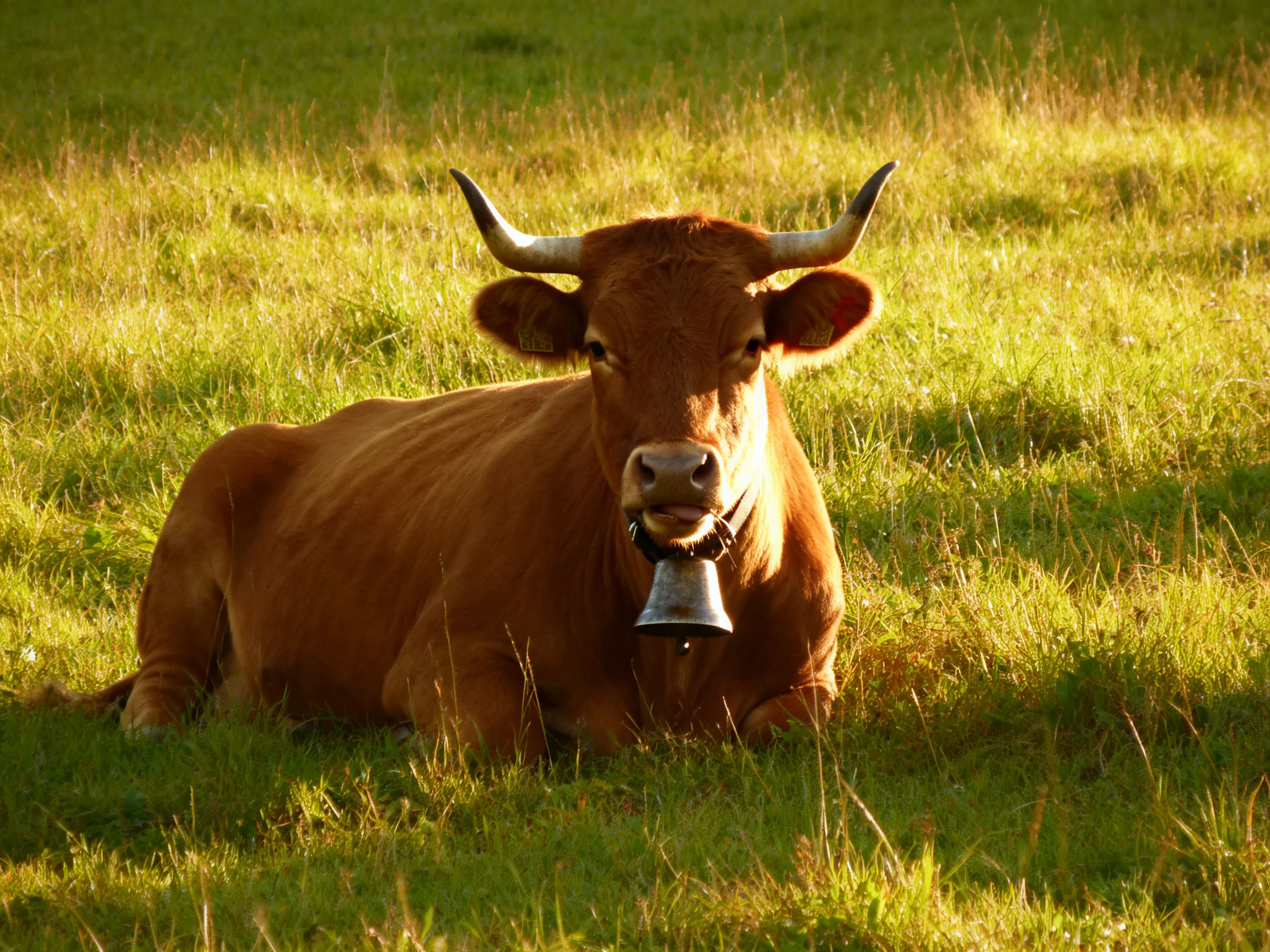 A brown horned cow rests in sunlit green pasture