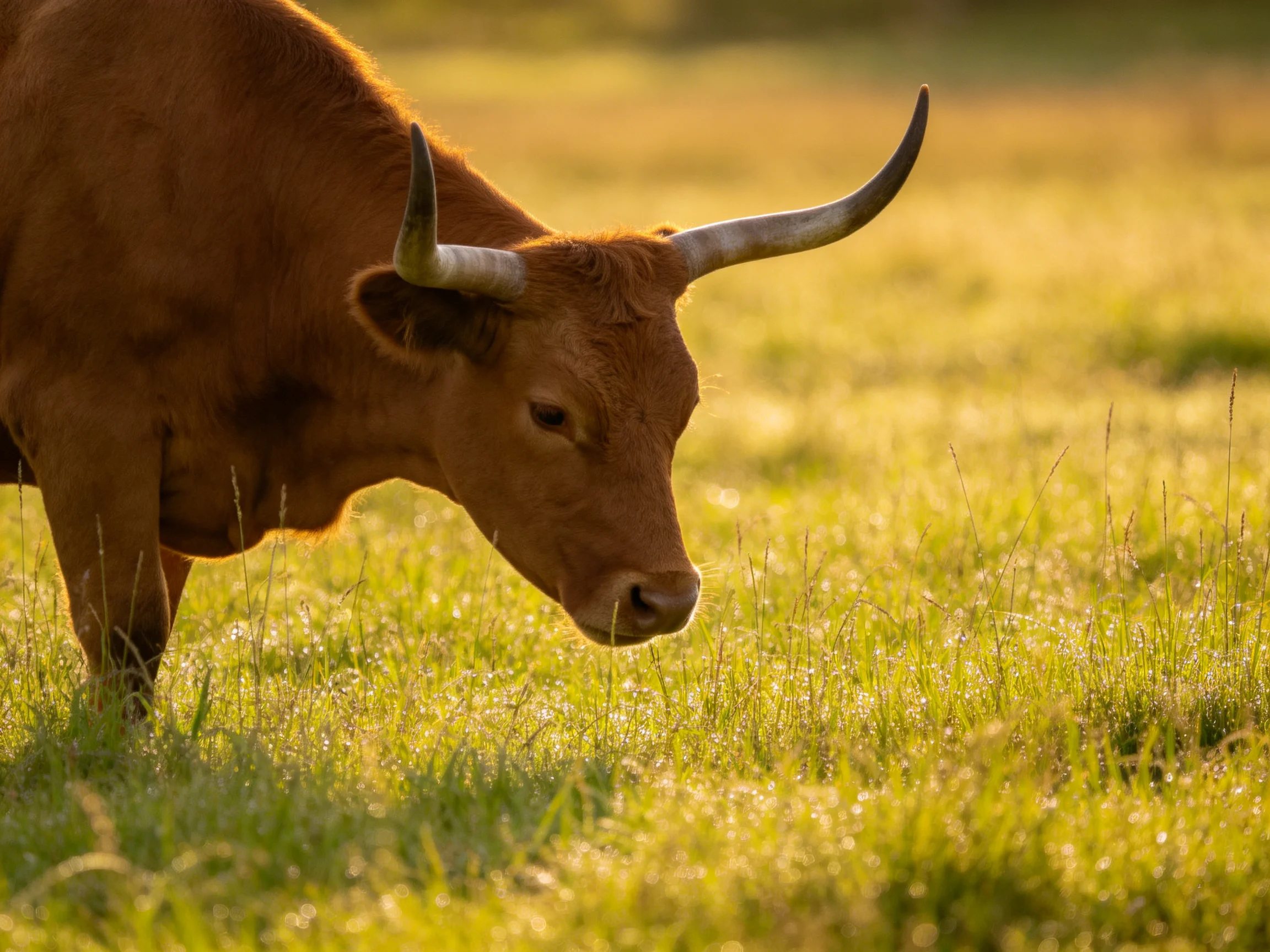 A brown longhorn cow grazing in a sunlit green pasture