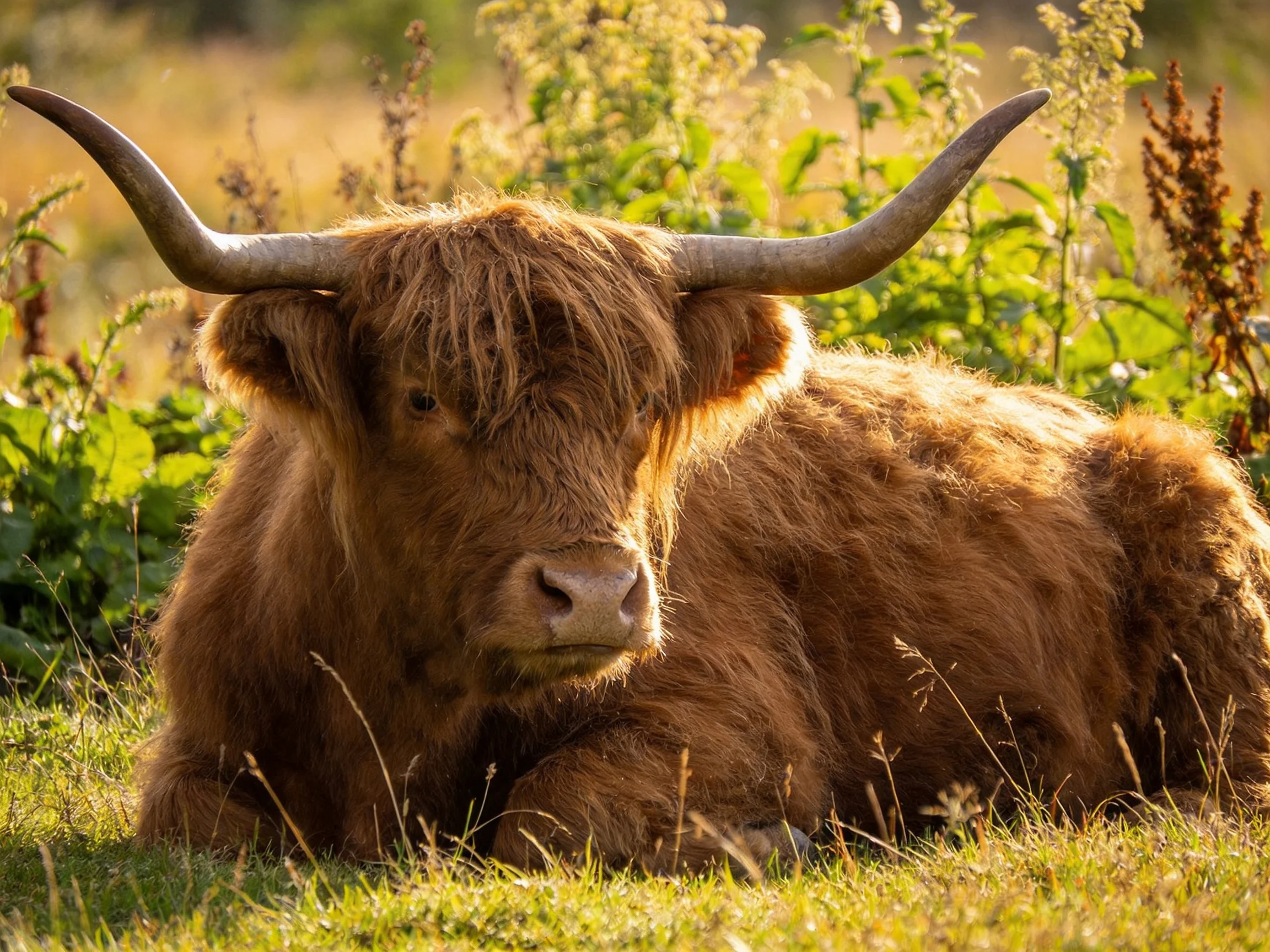 A brown shaggy Highland cow rests amid tall greenery under golden light