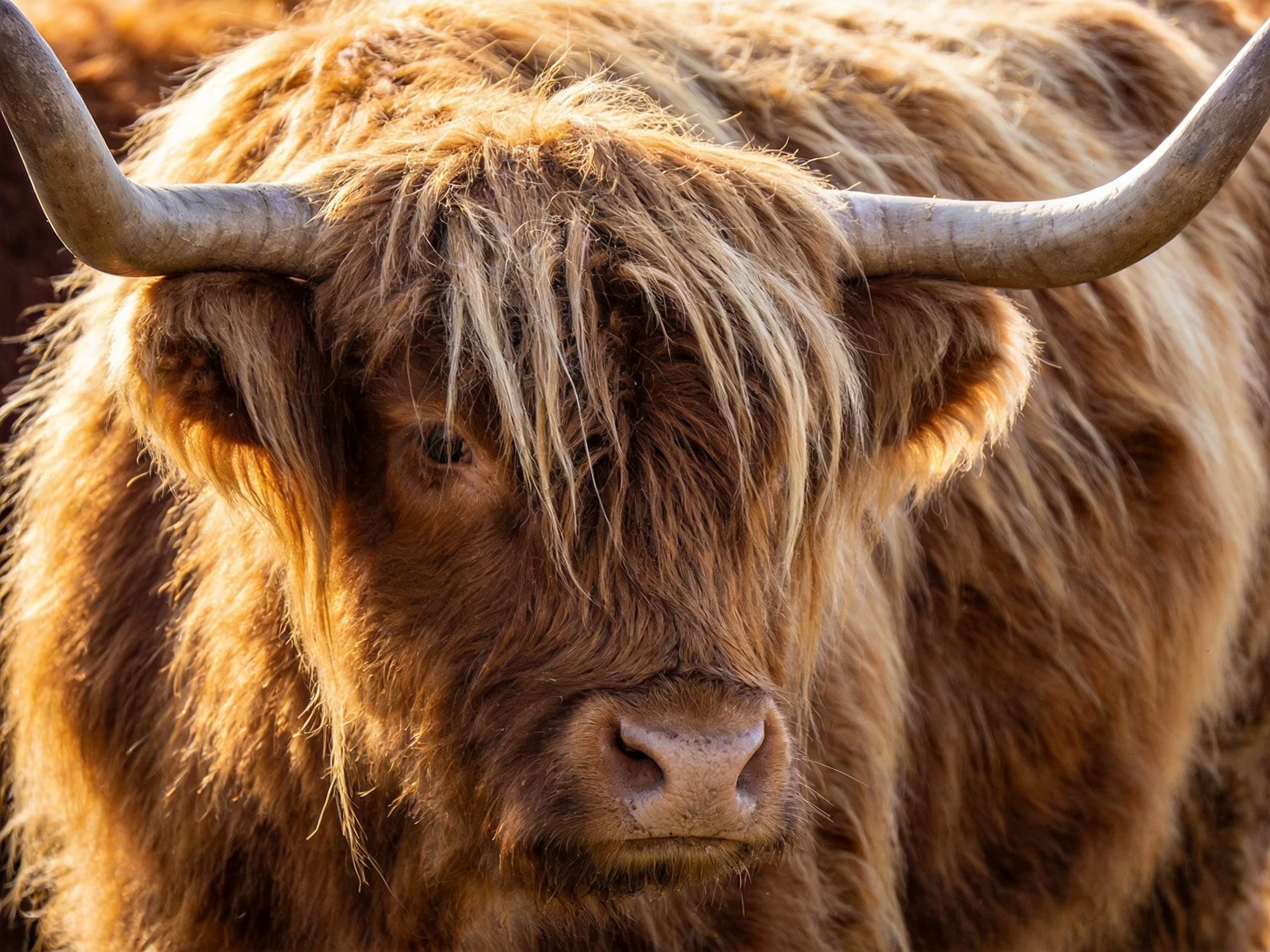 A close-up of a Highland cow with shaggy brown fur and large curved horns