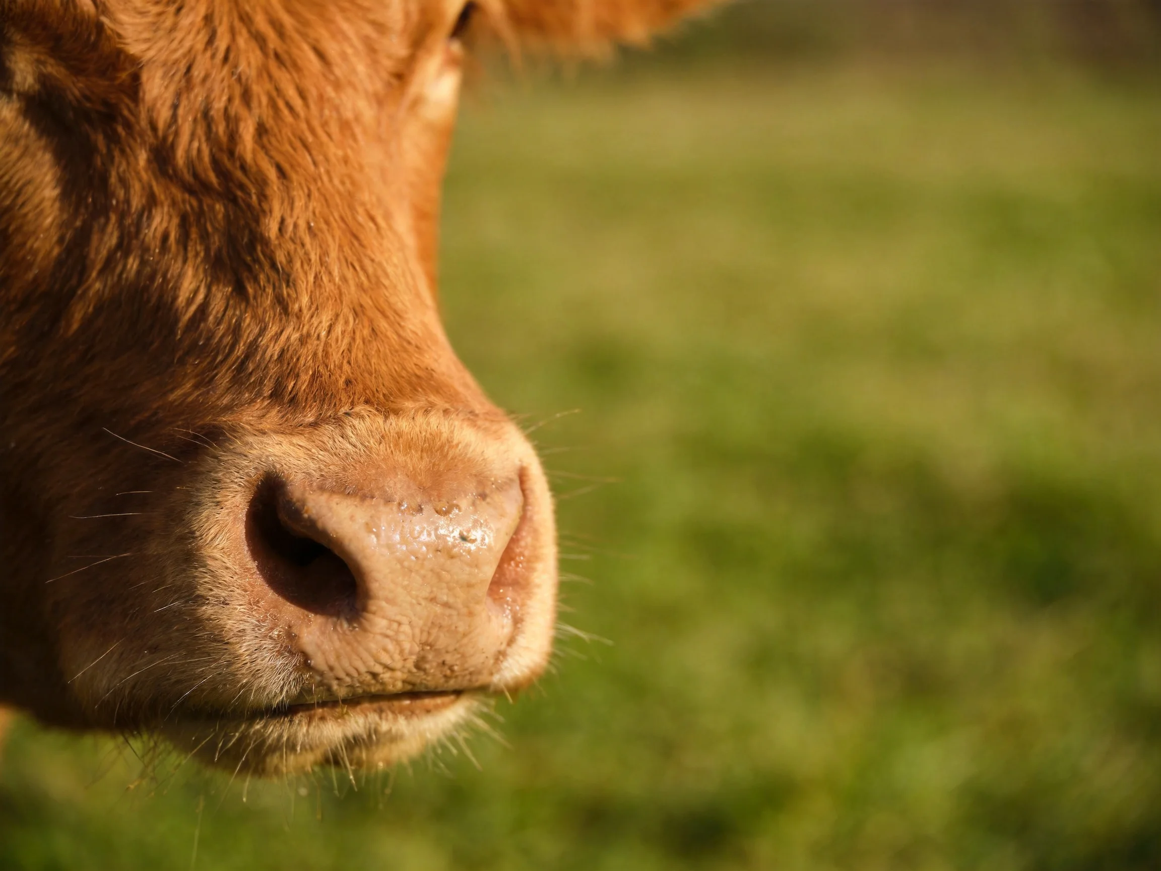 A close - up of a brown cows nose with a blurred green field