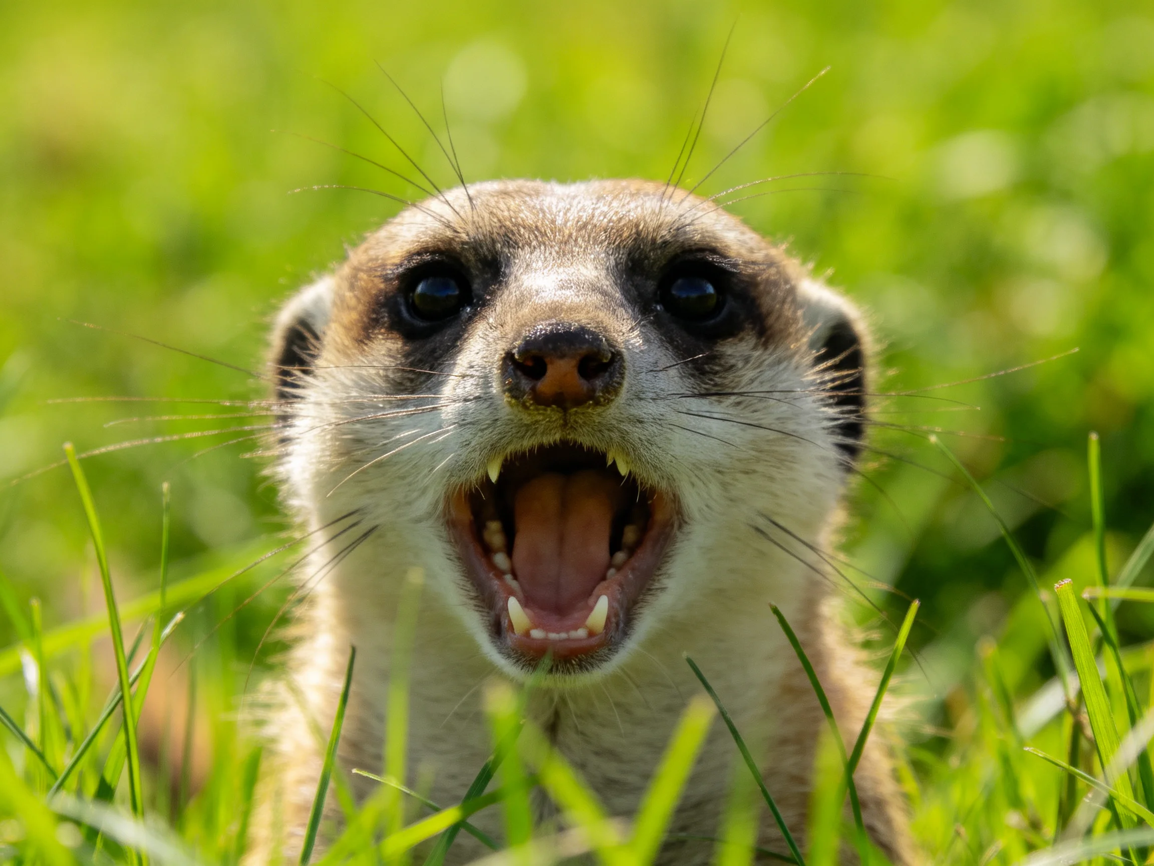 A close - up of a meerkat with open mouth in lush green grass