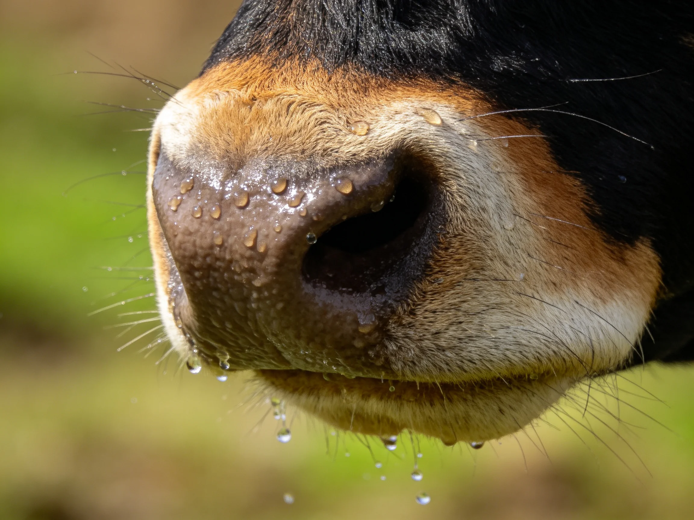 A close - up view of a black and tan cows nose with water droplets