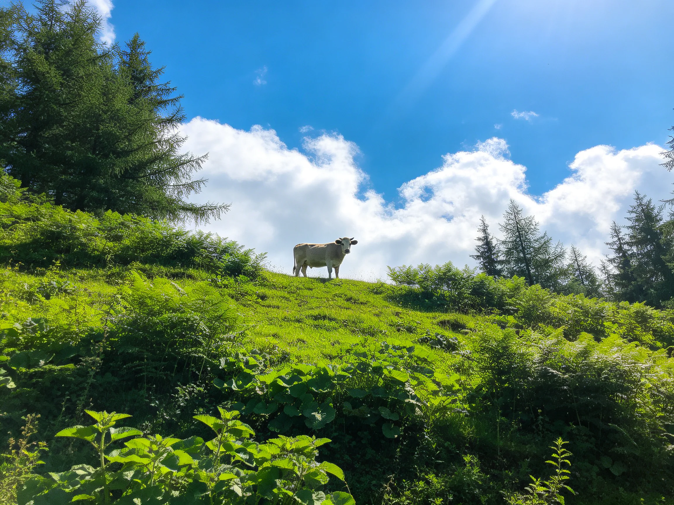 A cow stands atop a lush green hillside beneath bright blue skies