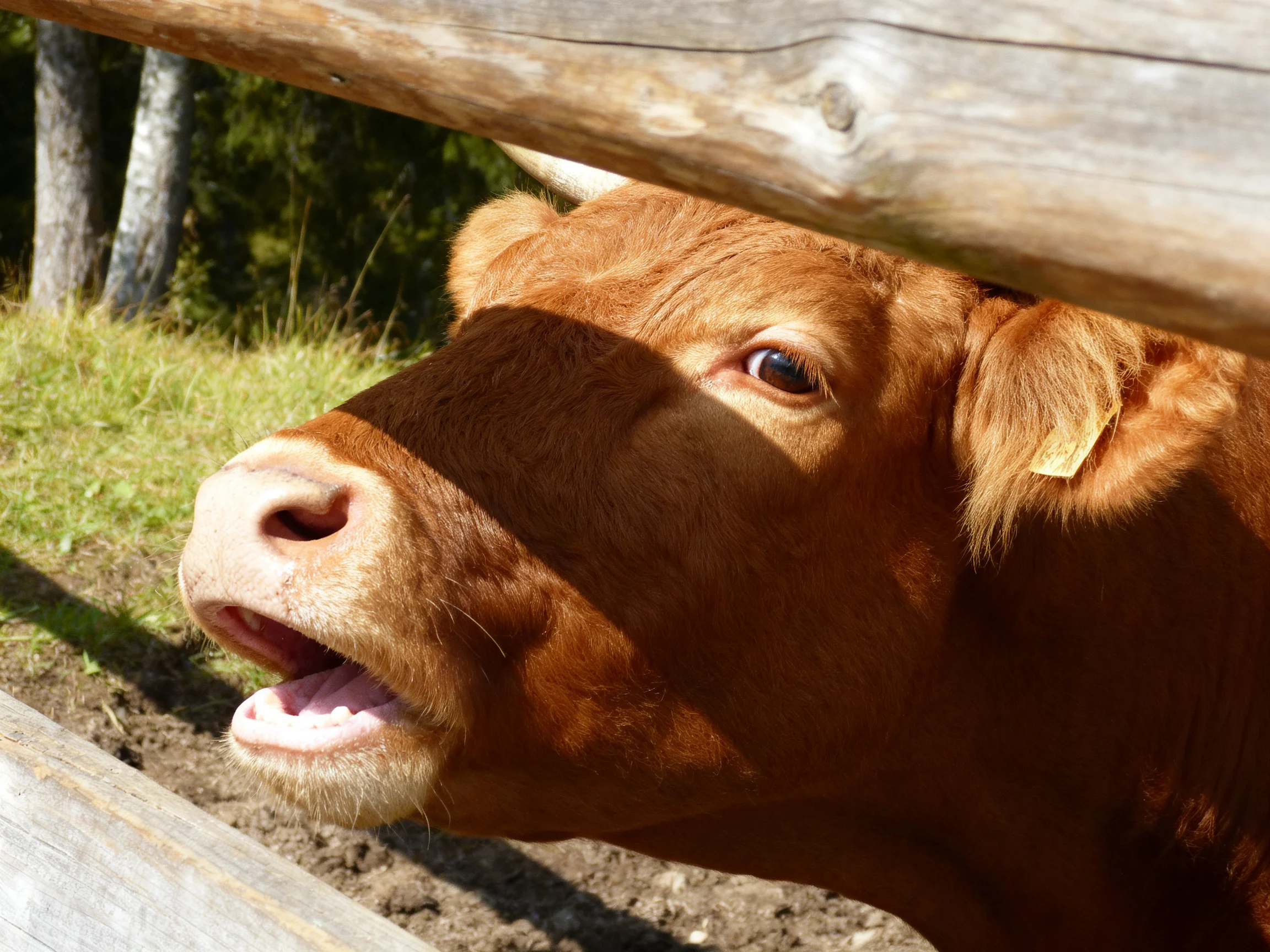 A curious brown cow peeks through a weathered wooden fence under bright sunlight