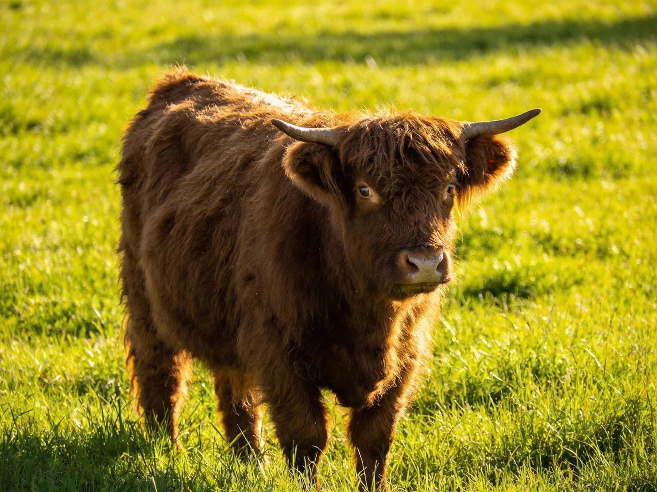 A fluffy brown Highland calf in a sunlit green meadow