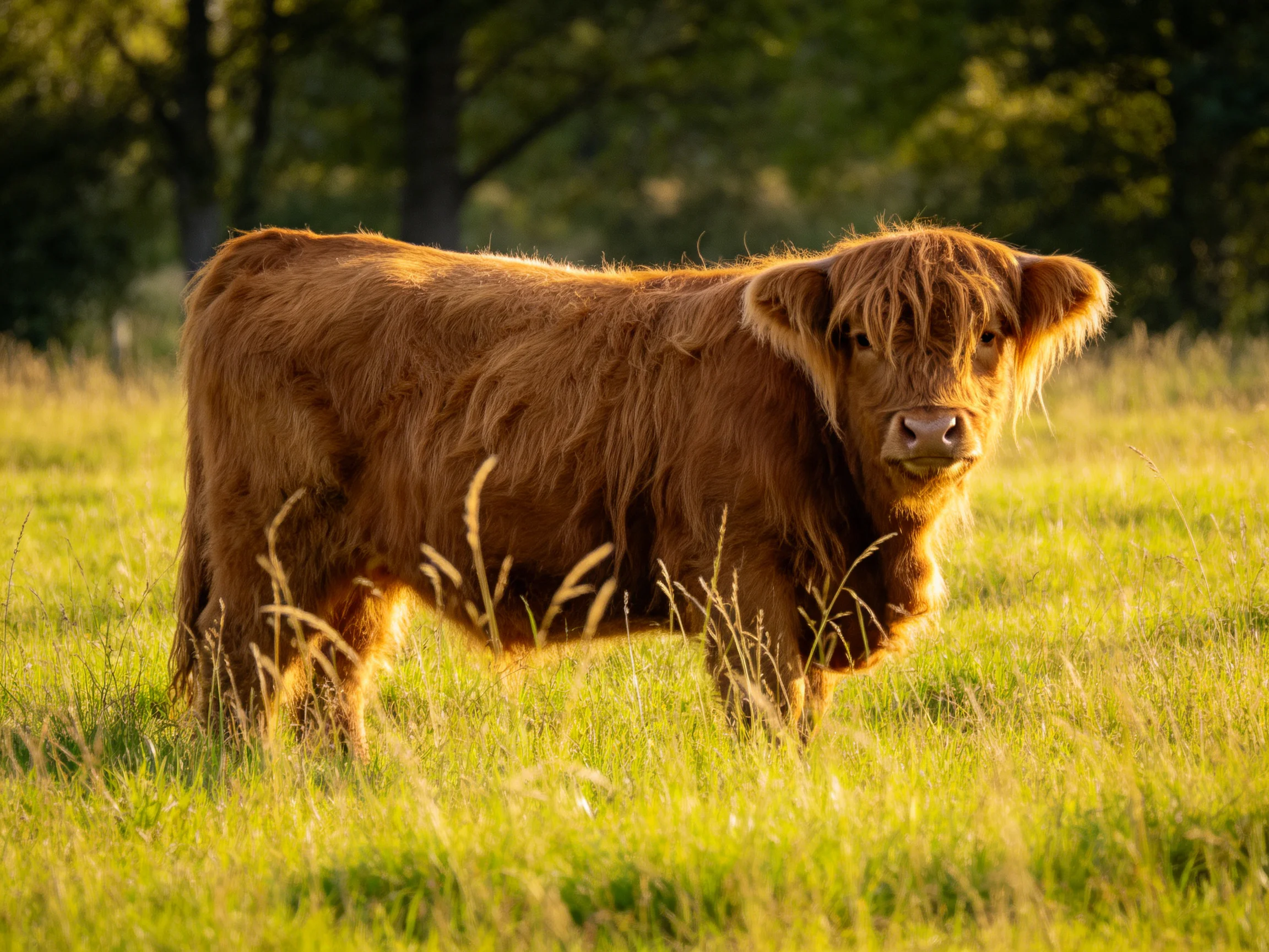 A fluffy brown Highland calf in a sunlit green pasture