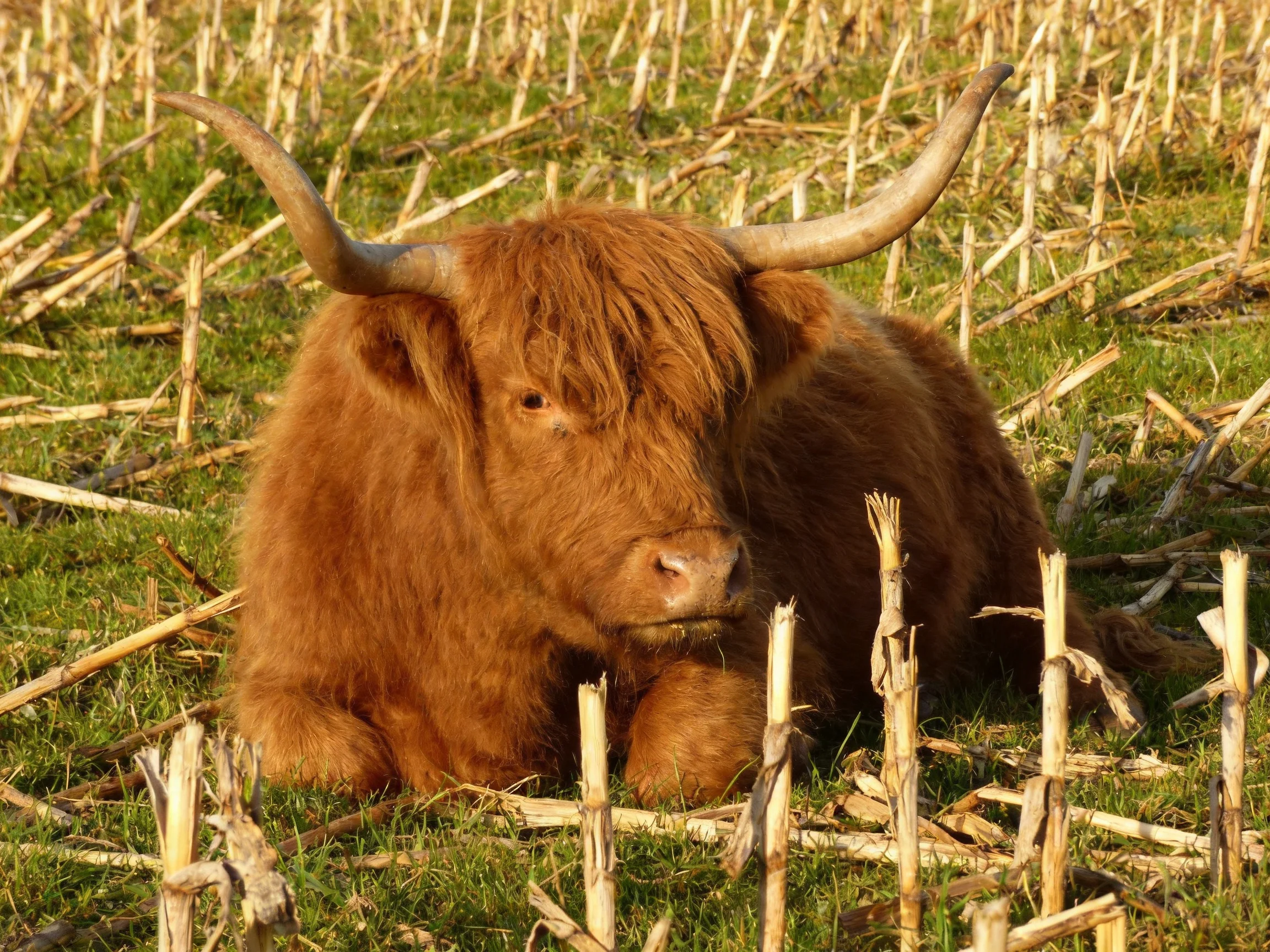 A fluffy brown Highland cow rests amid dried crop stalks