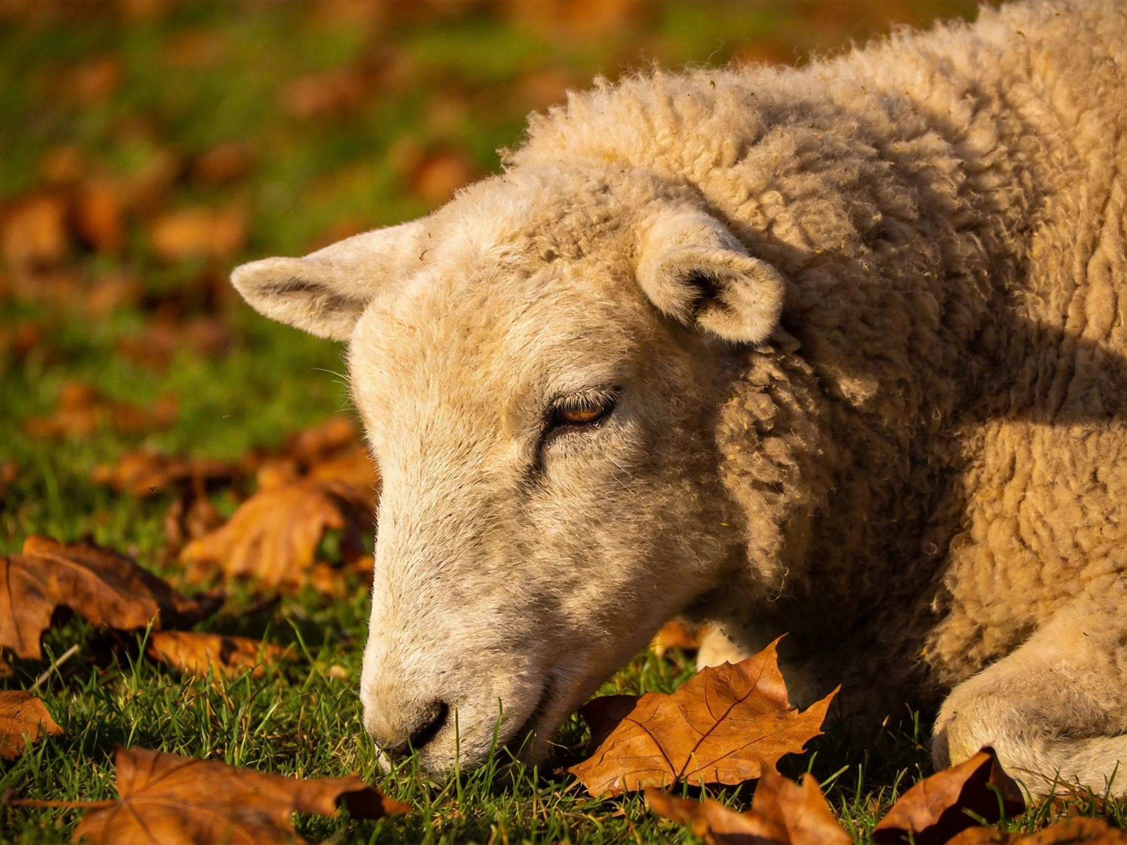 A fluffy white lamb rests among golden fallen leaves on green grass