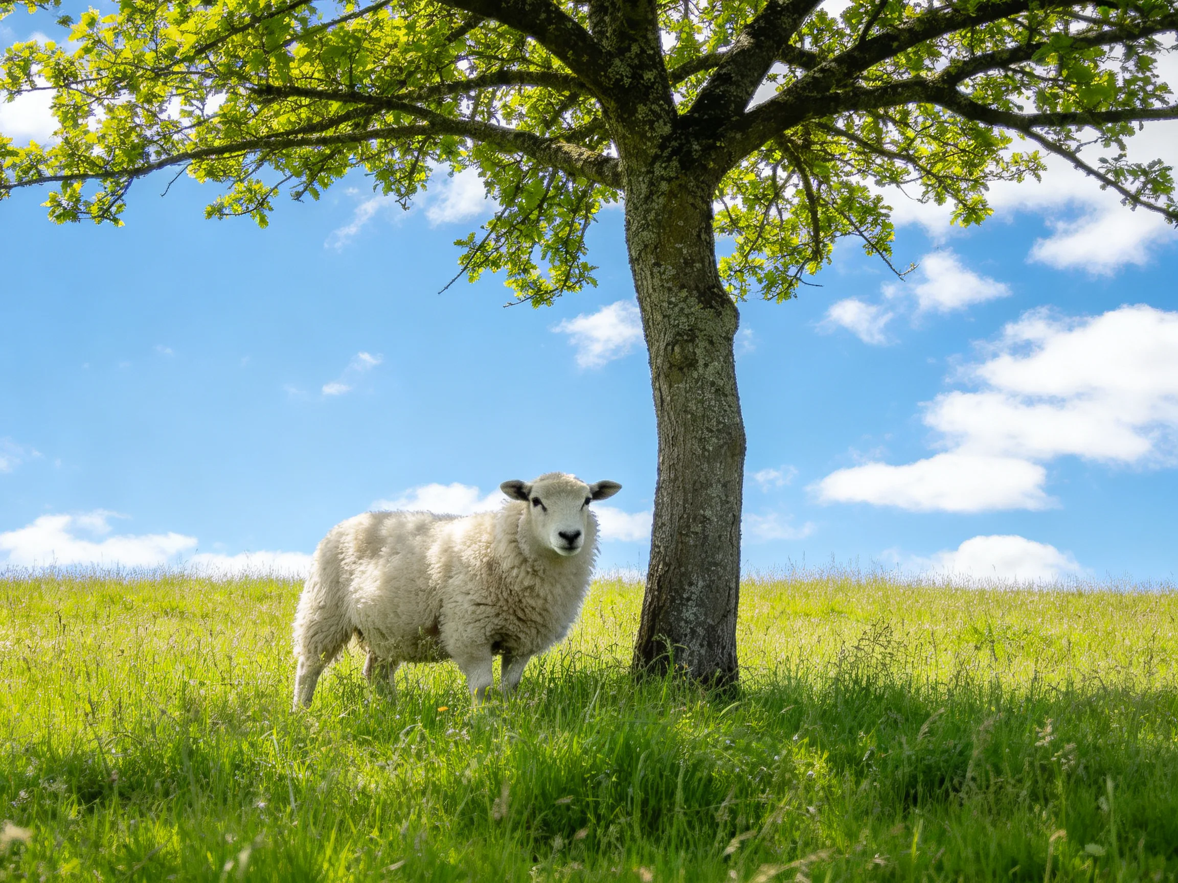 A fluffy white sheep sits next to a large tree in a sunny meadow.