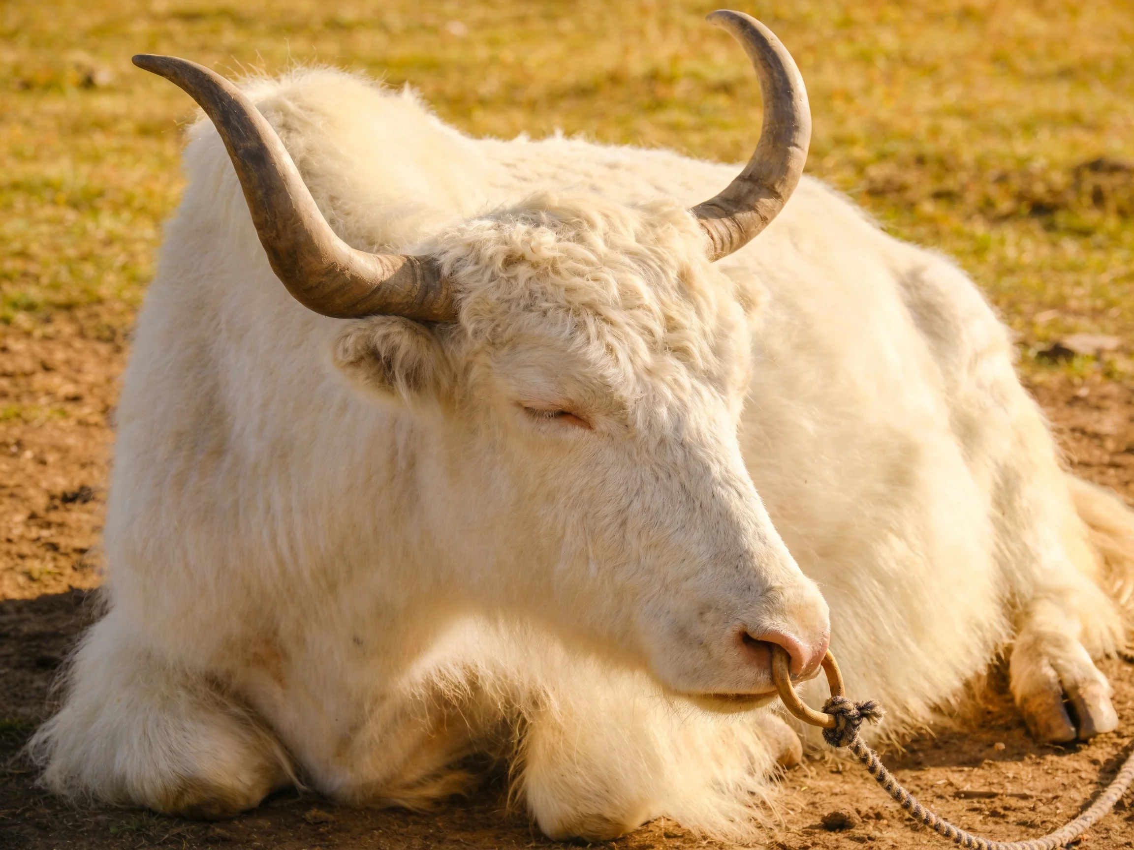 A fluffy white yak resting on earthy ground with curved horns