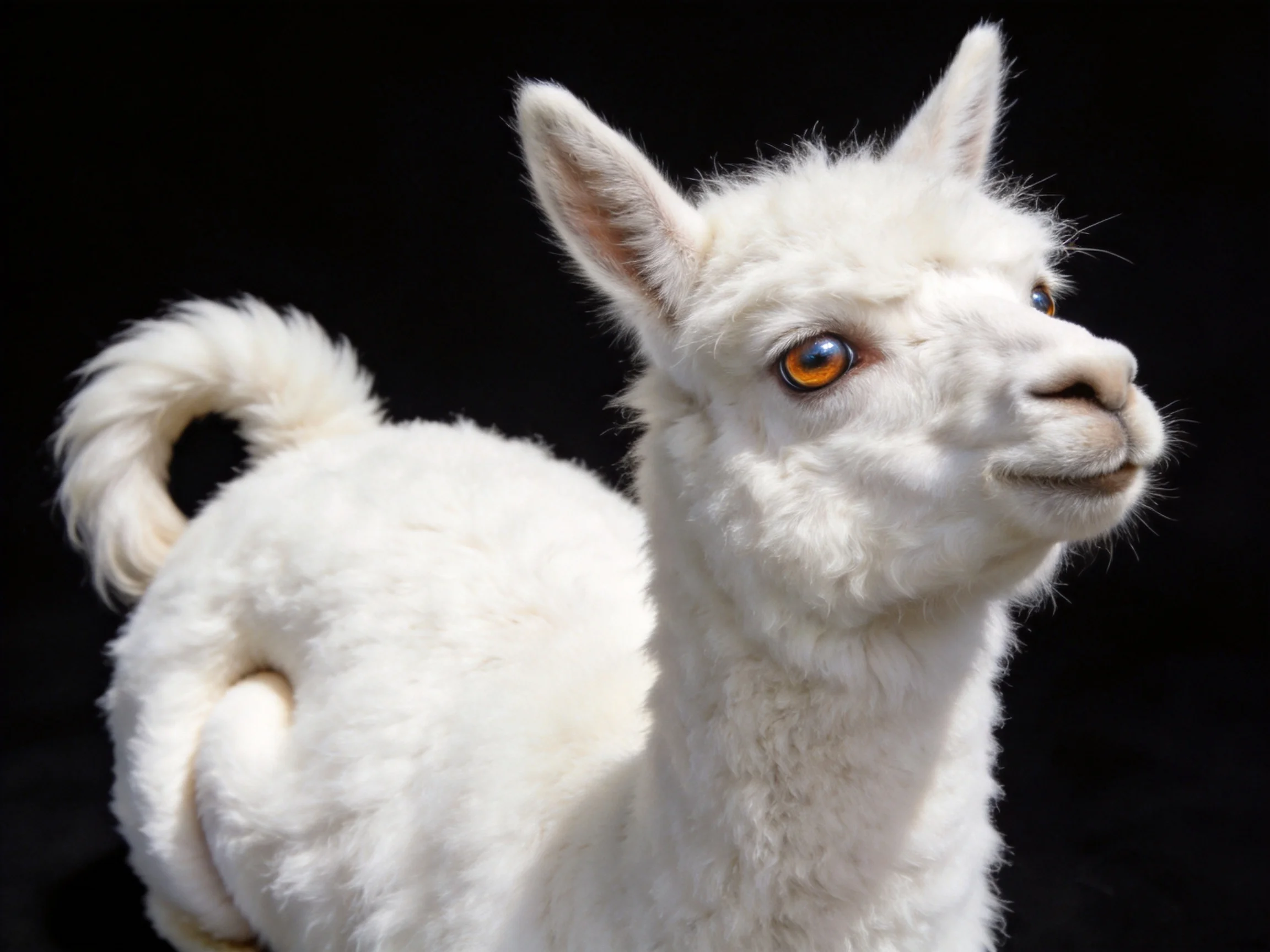 A fluffy white young llama with soft fur on black