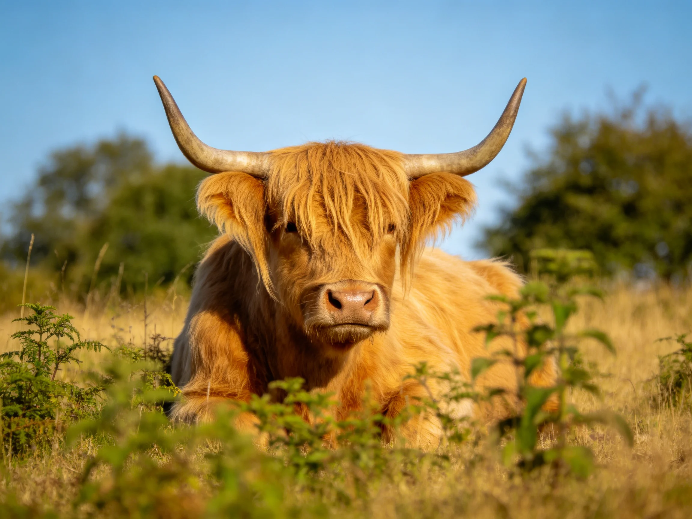 A golden Highland cow rests calmly among tall grasses in a sunlit field.