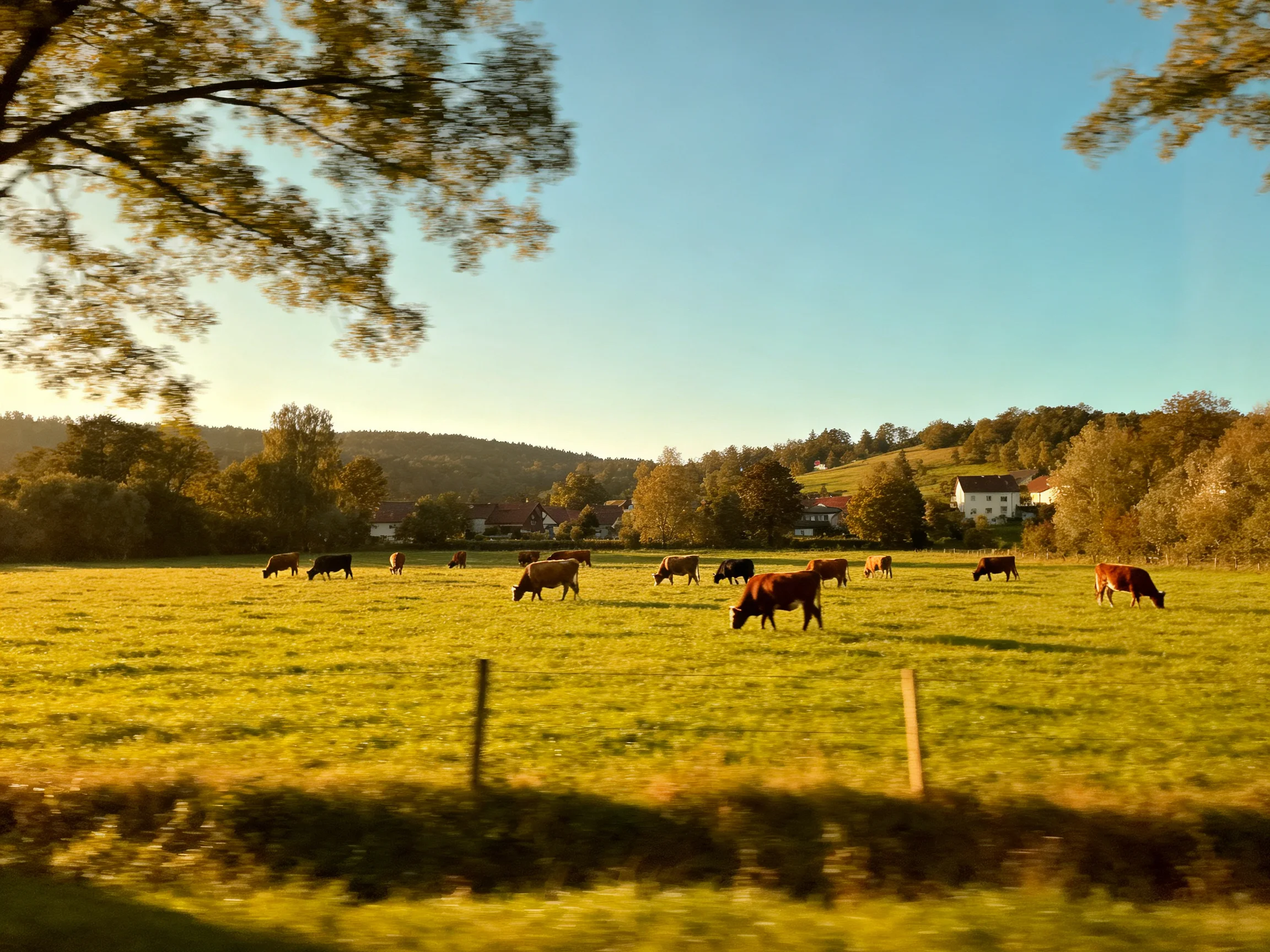 A golden-green pasture with cattle near rural homes