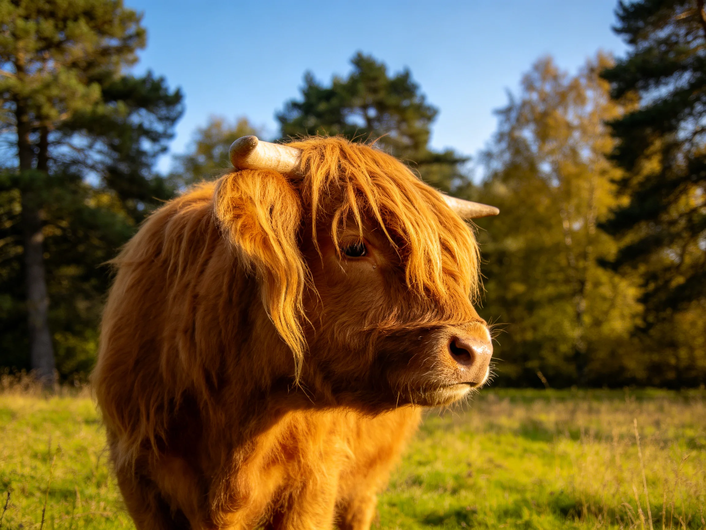A golden-haired Highland cow in a sunlit meadow with trees