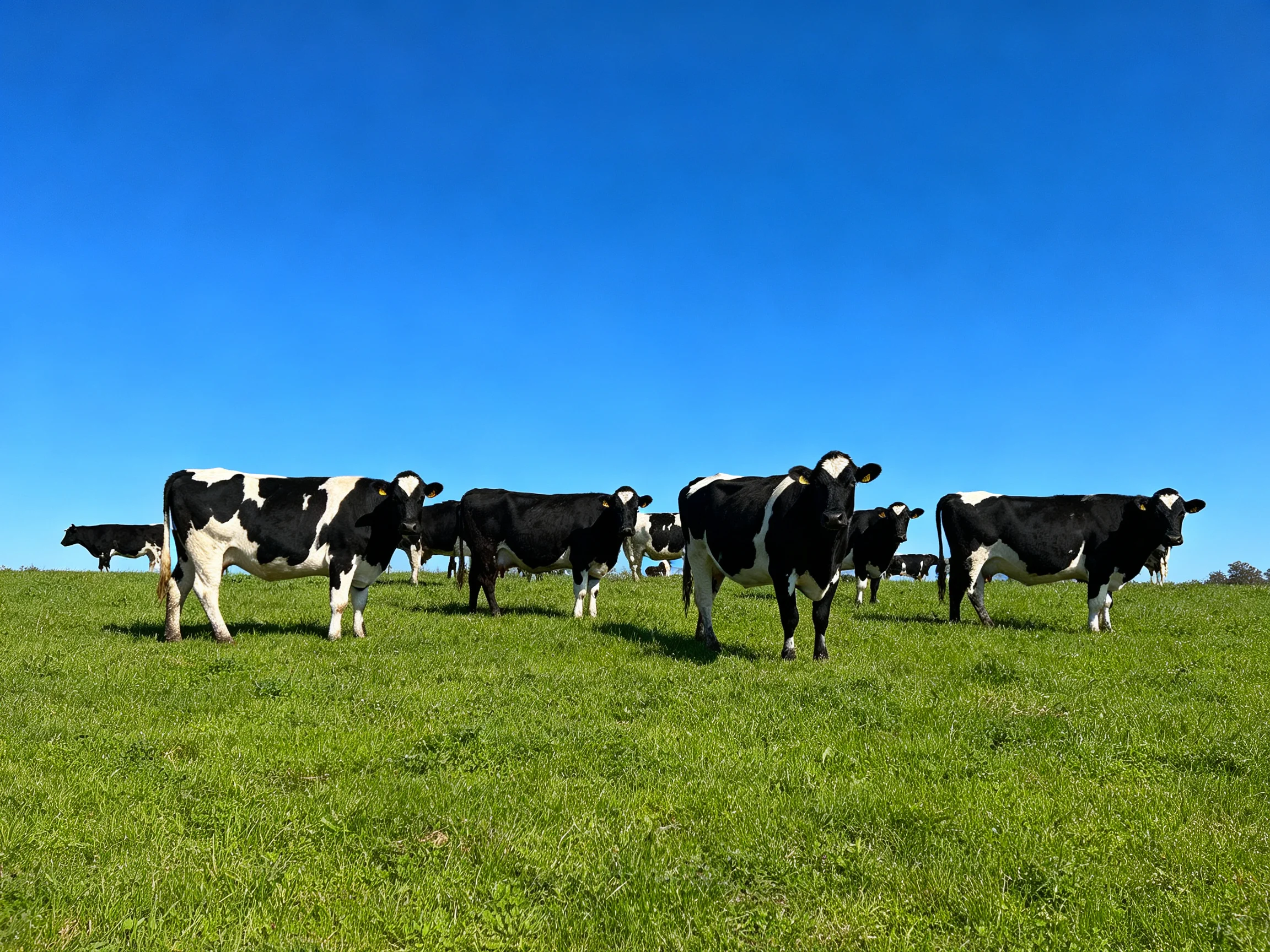A group of black and white cows grazing on a lush green hillside under a clear blue sky