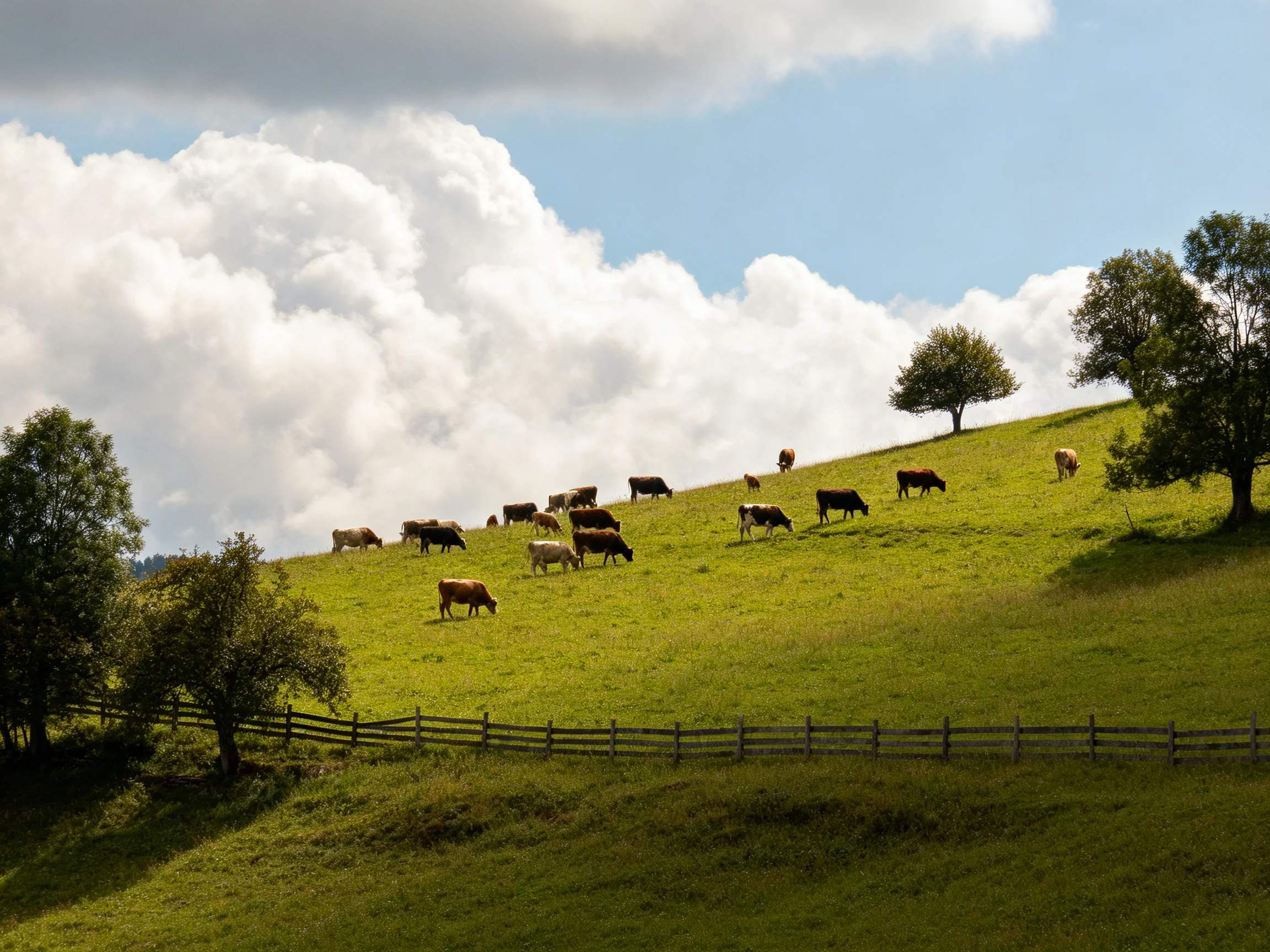 A group of cows grazing on a lush green hillside with scattered trees