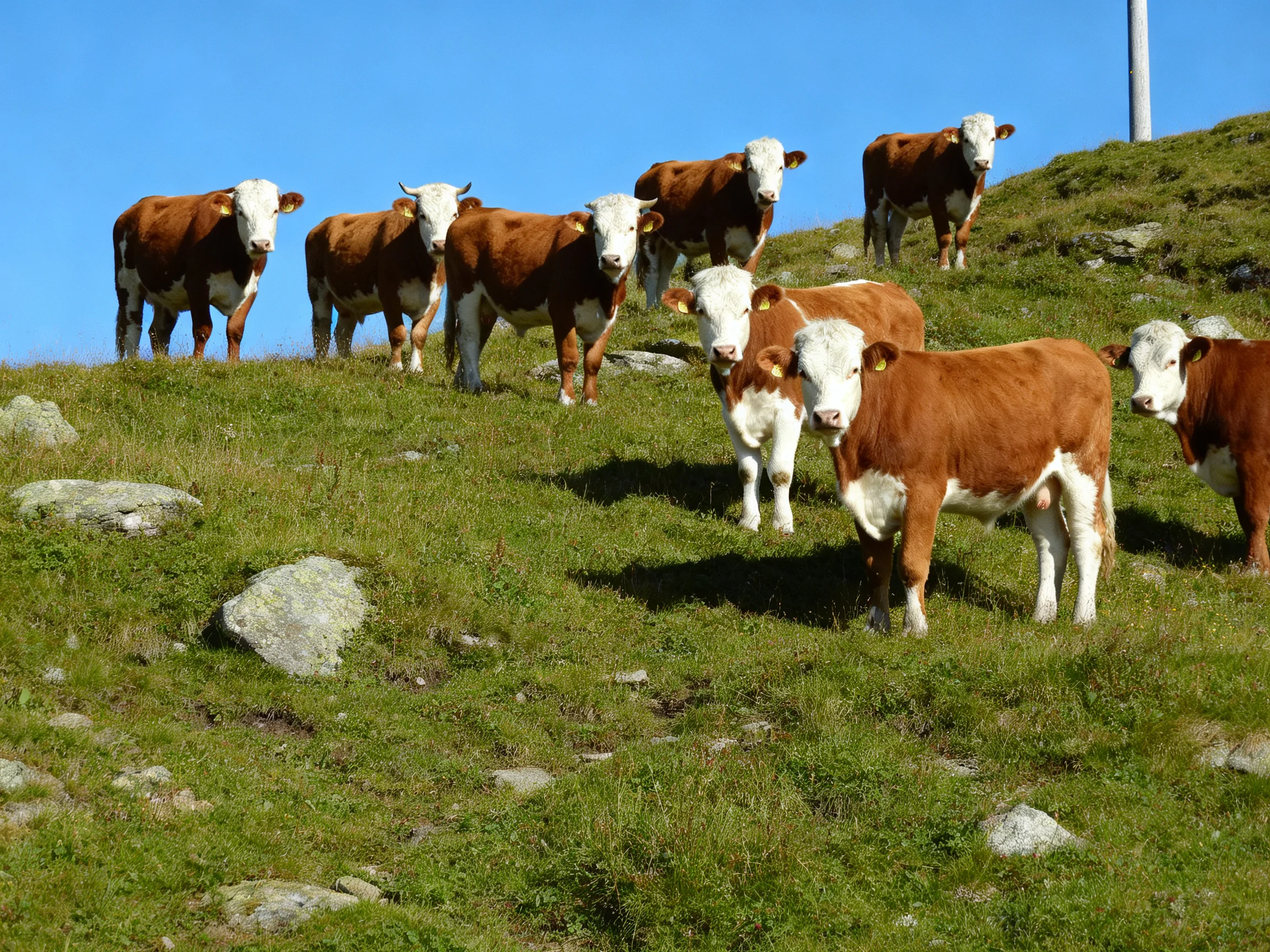 A herd of brown-and-white cattle grazes on a rocky green hillside