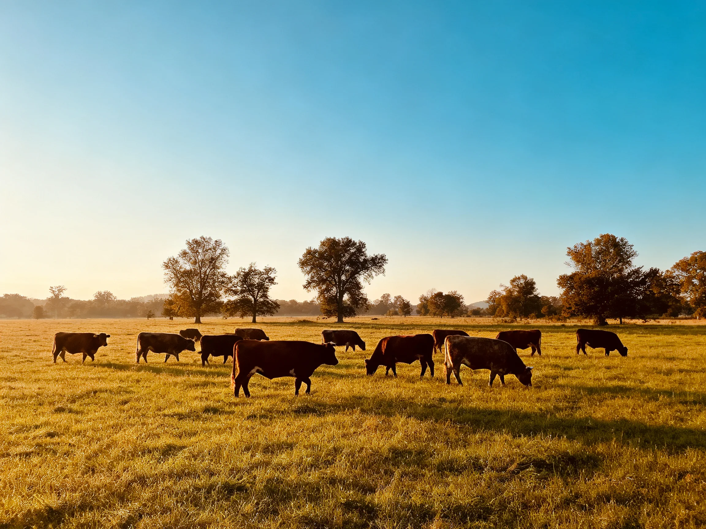 A herd of brown cows grazing in a golden field with scattered trees