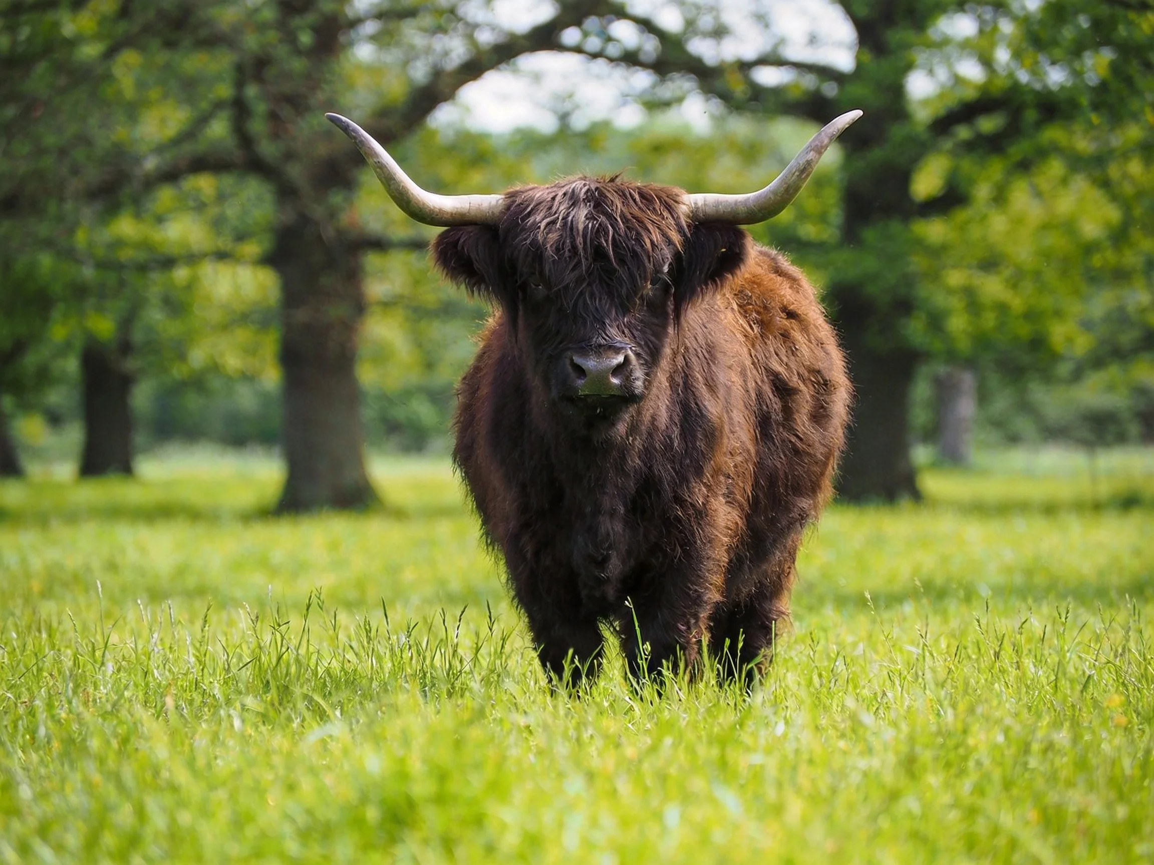 A large brown Highland cow stands in a lush green meadow near tall trees