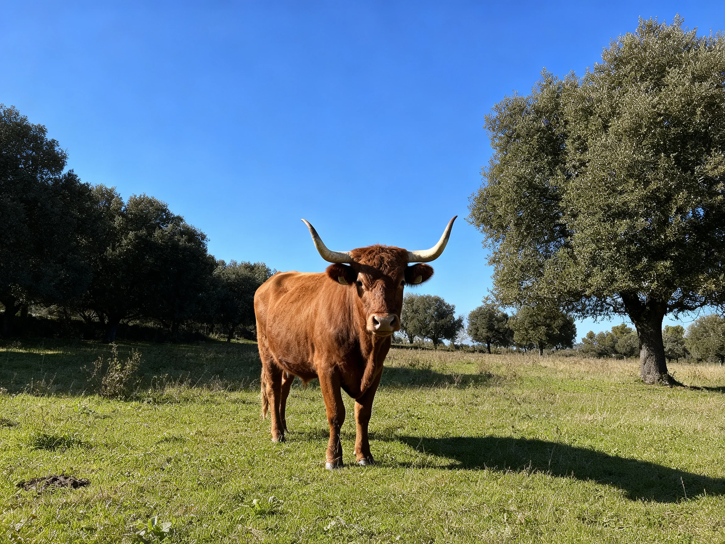 A large brown bull stands in a sunny green meadow near tall trees
