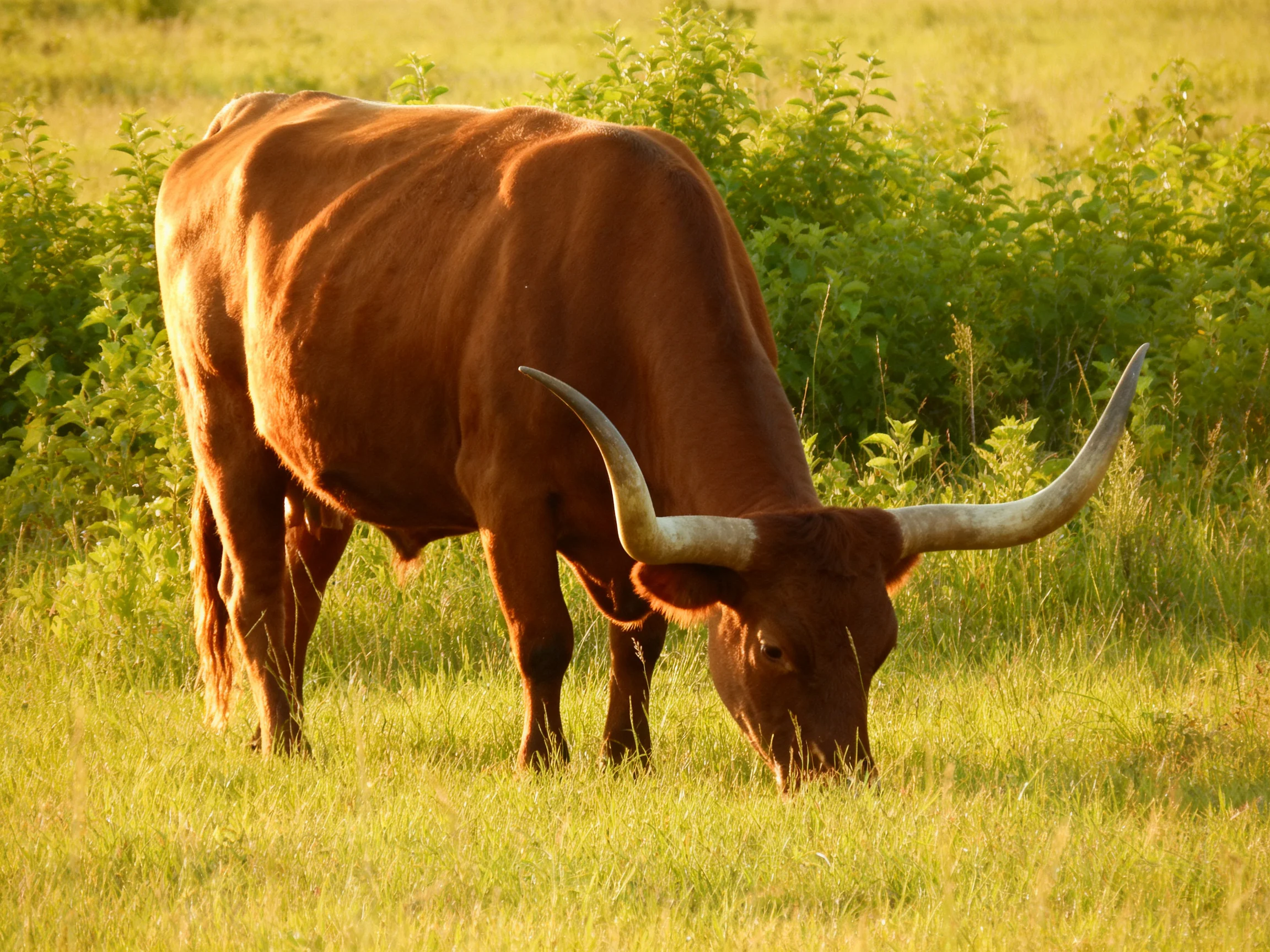 A large brown longhorn cow grazing in a sunlit green pasture