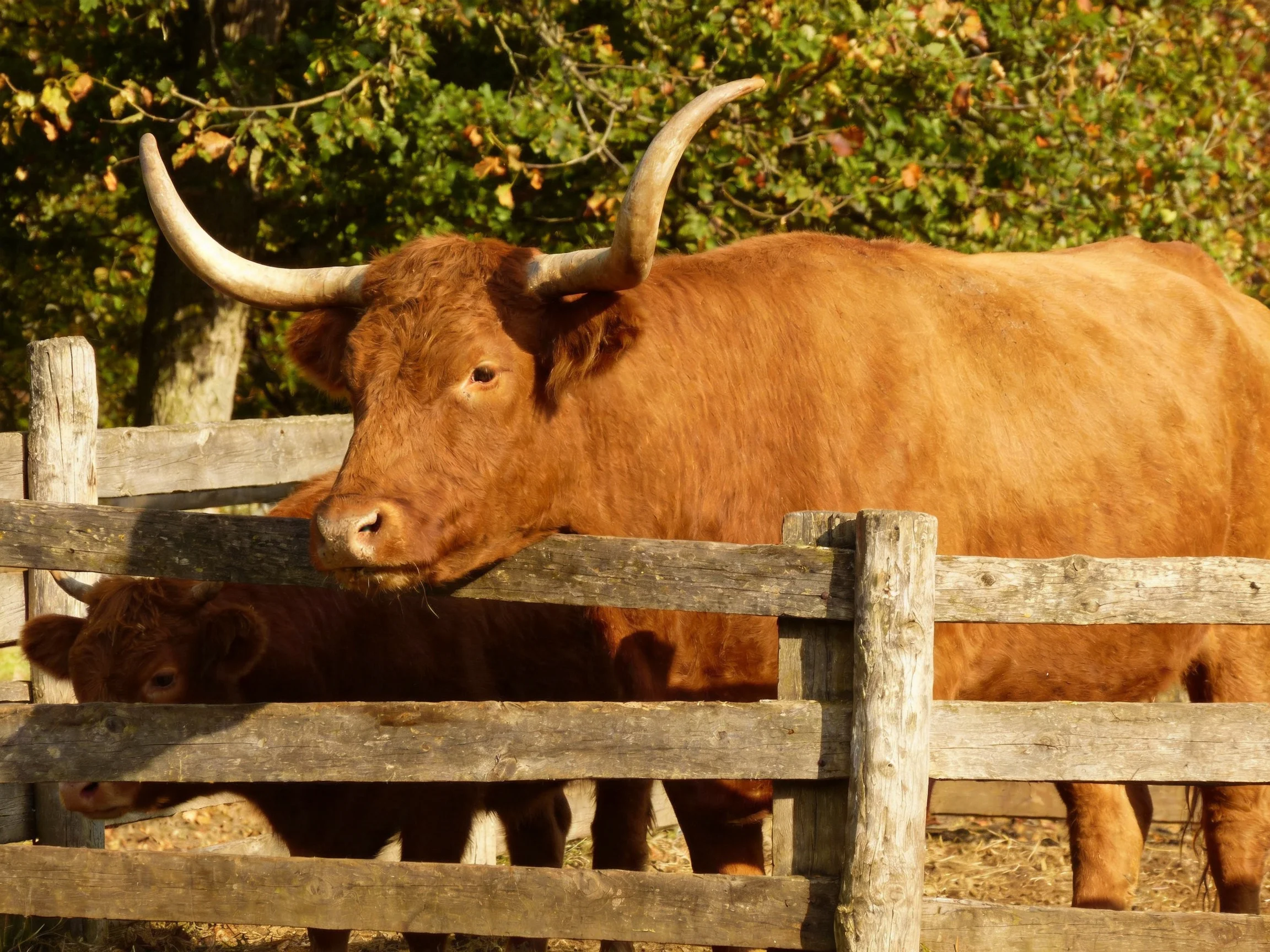 A large reddish-brown bull with long curved horns near a weathered wooden fence