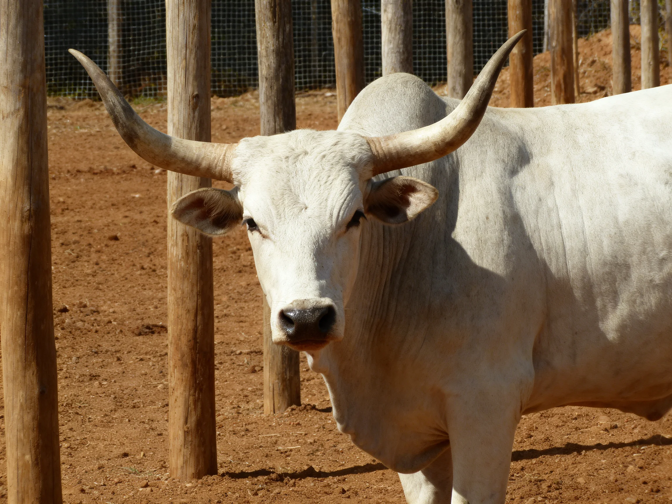 A large white horned cow near wooden fence posts on reddish dirt
