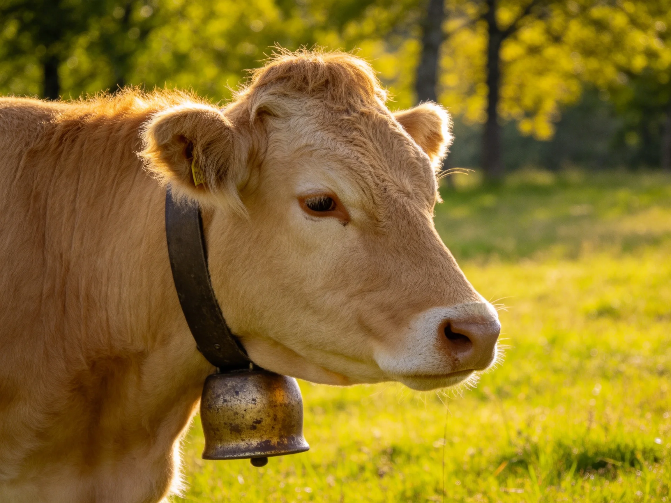 A light brown cow with a metal bell in a sunlit meadow