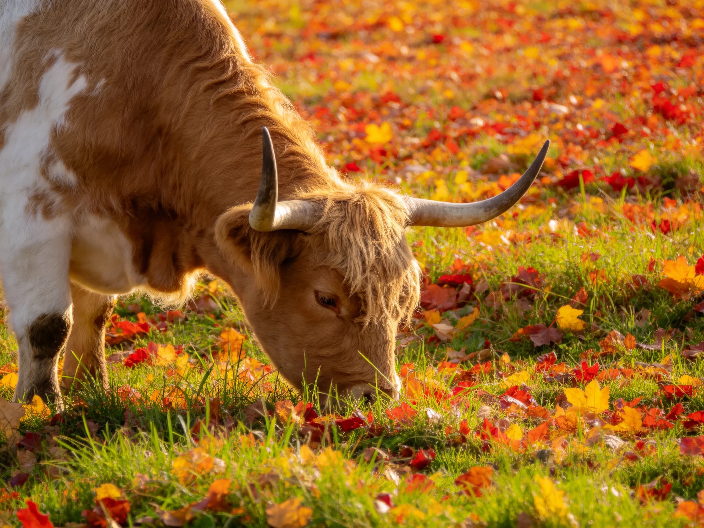A longhorn cow grazing amid colorful fall leaves and green grass