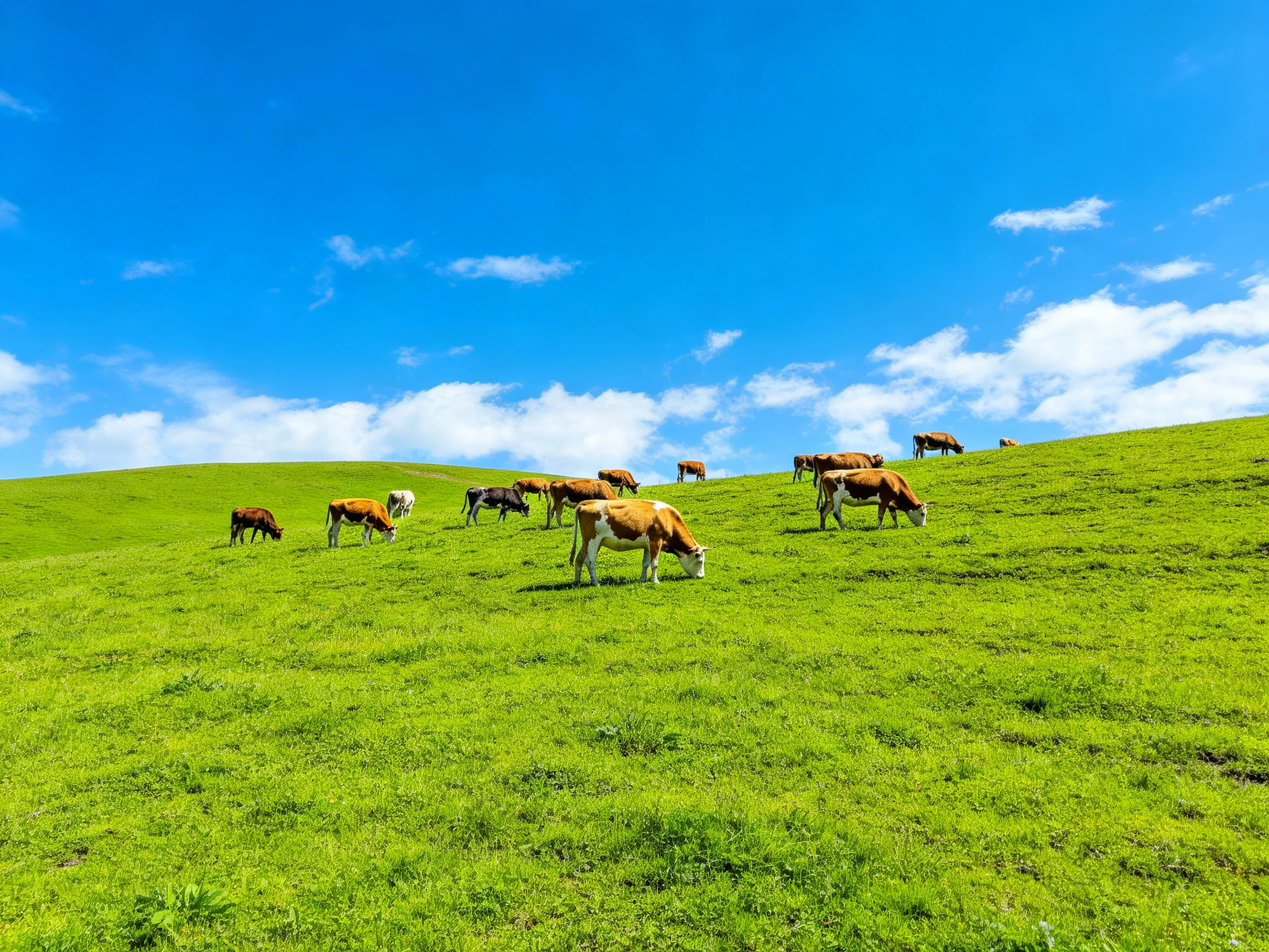 A lush green hillside with a herd of brown and white cows grazing under a bright blue sky