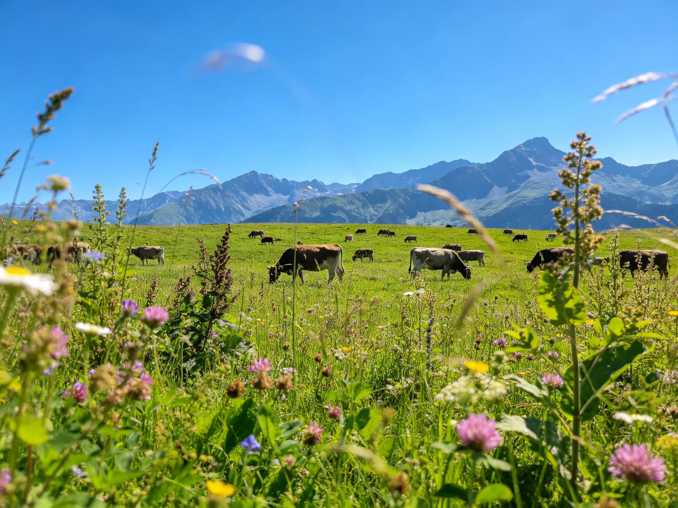 A lush green meadow with grazing cows and distant mountains