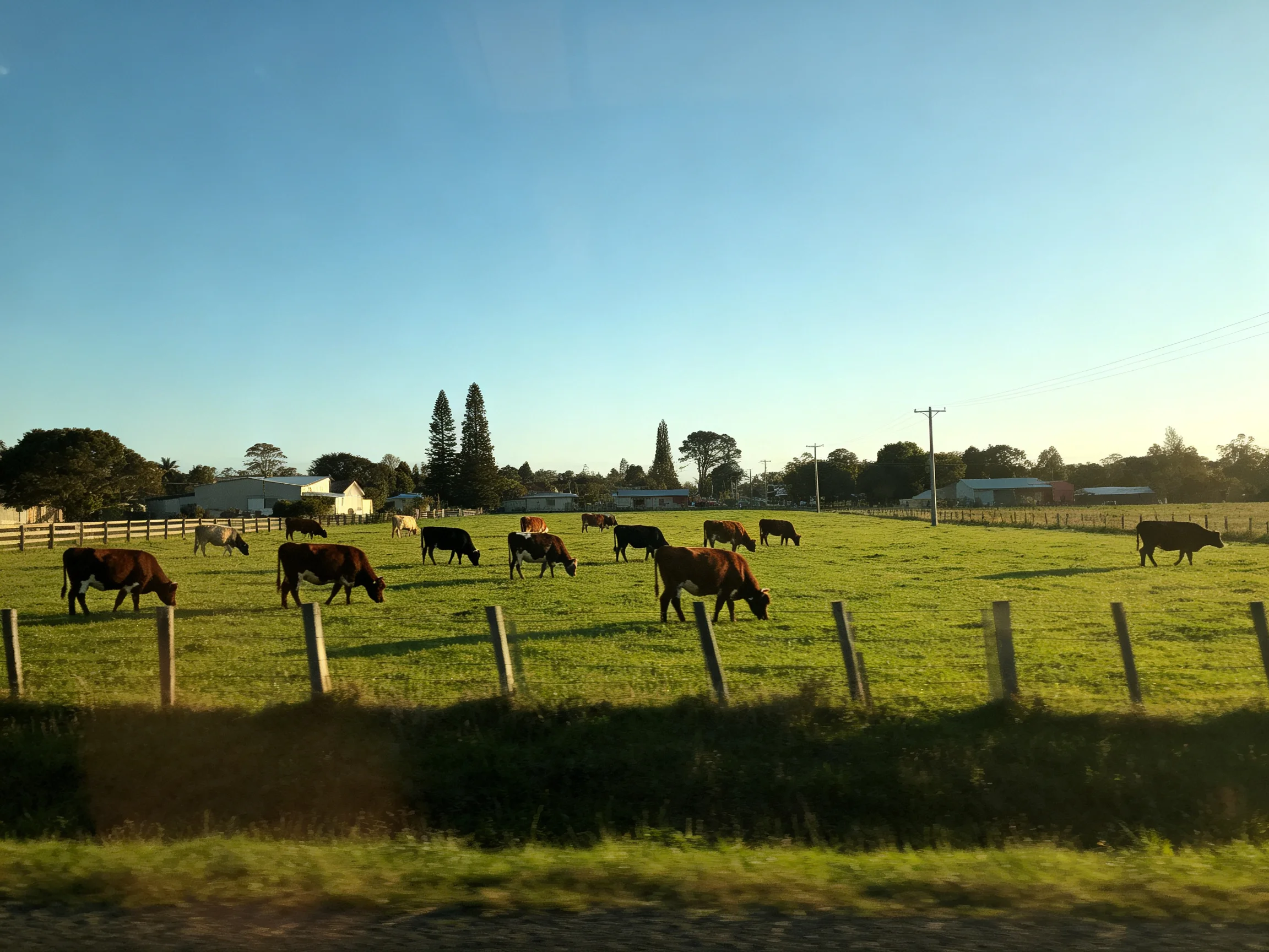 A lush green pasture hosts fifteen cows under a clear blue sky