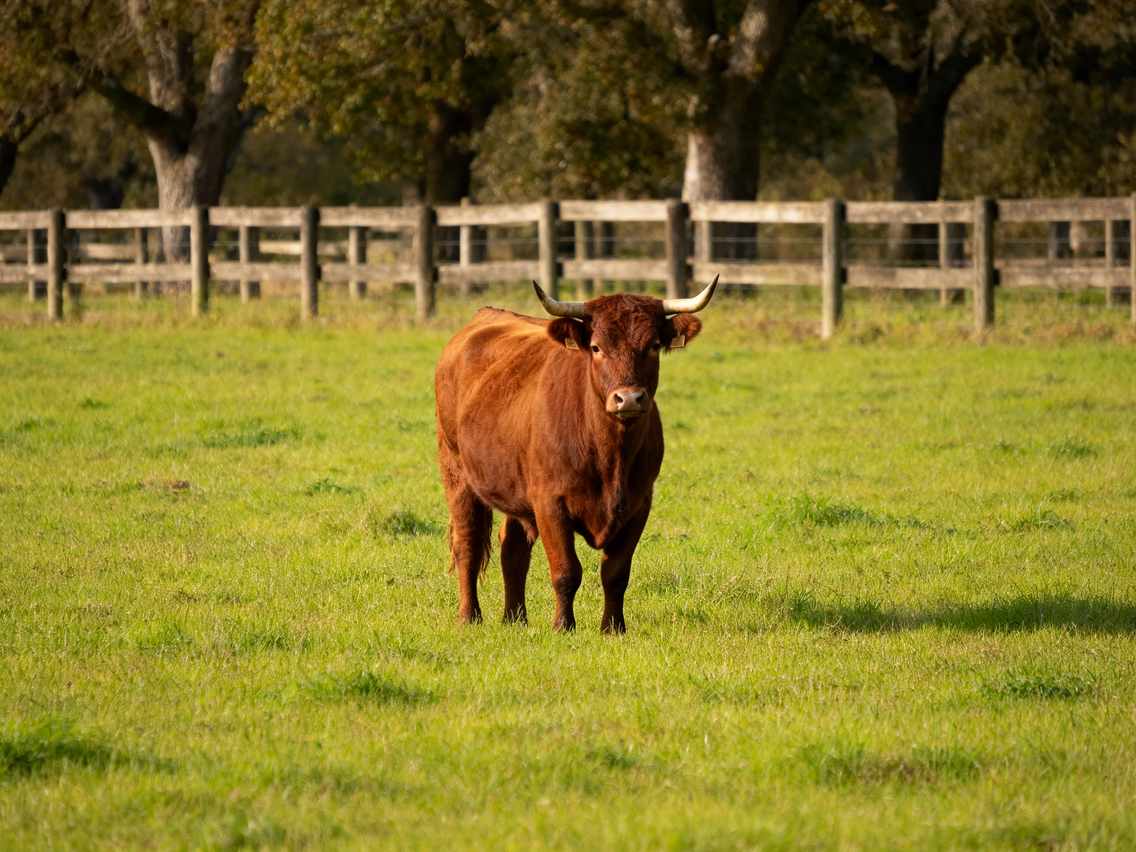 A robust brown bull stands in a lush green pasture near wooden fences