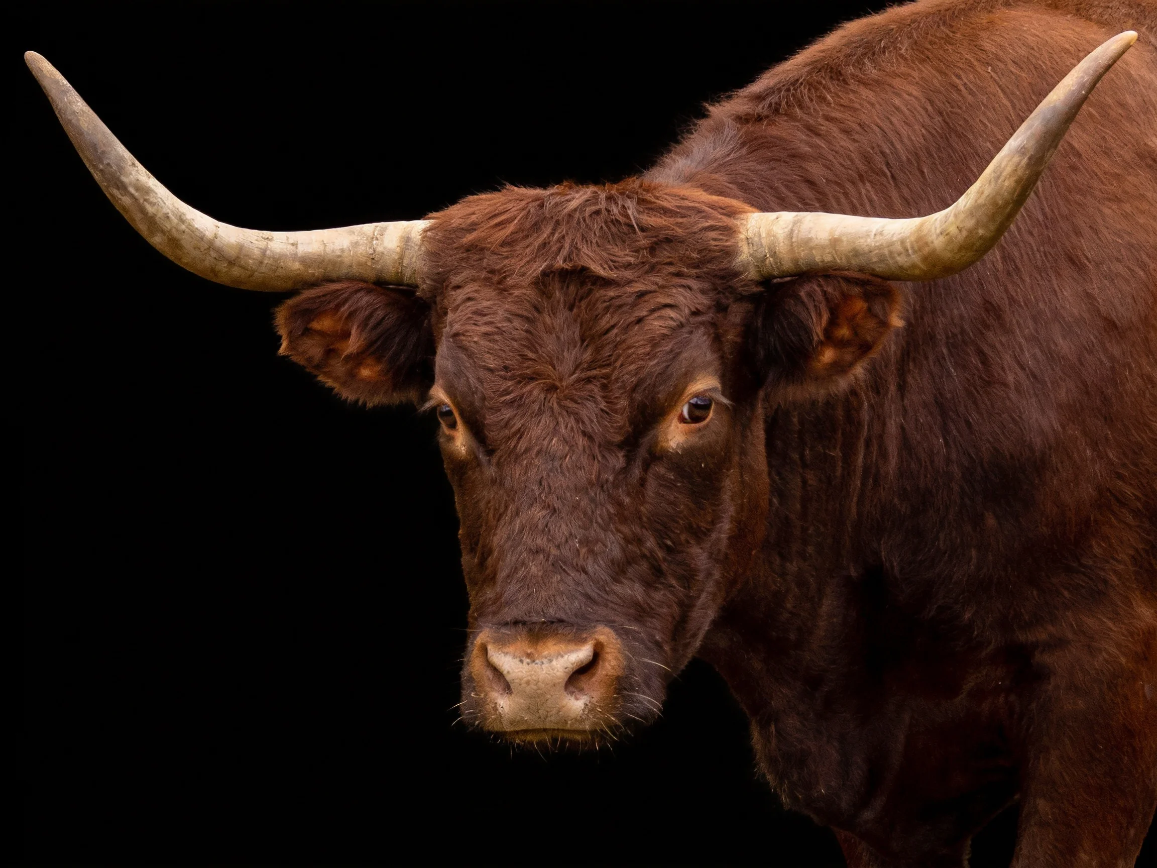 A robust brown bull with large curved horns against a black backdrop