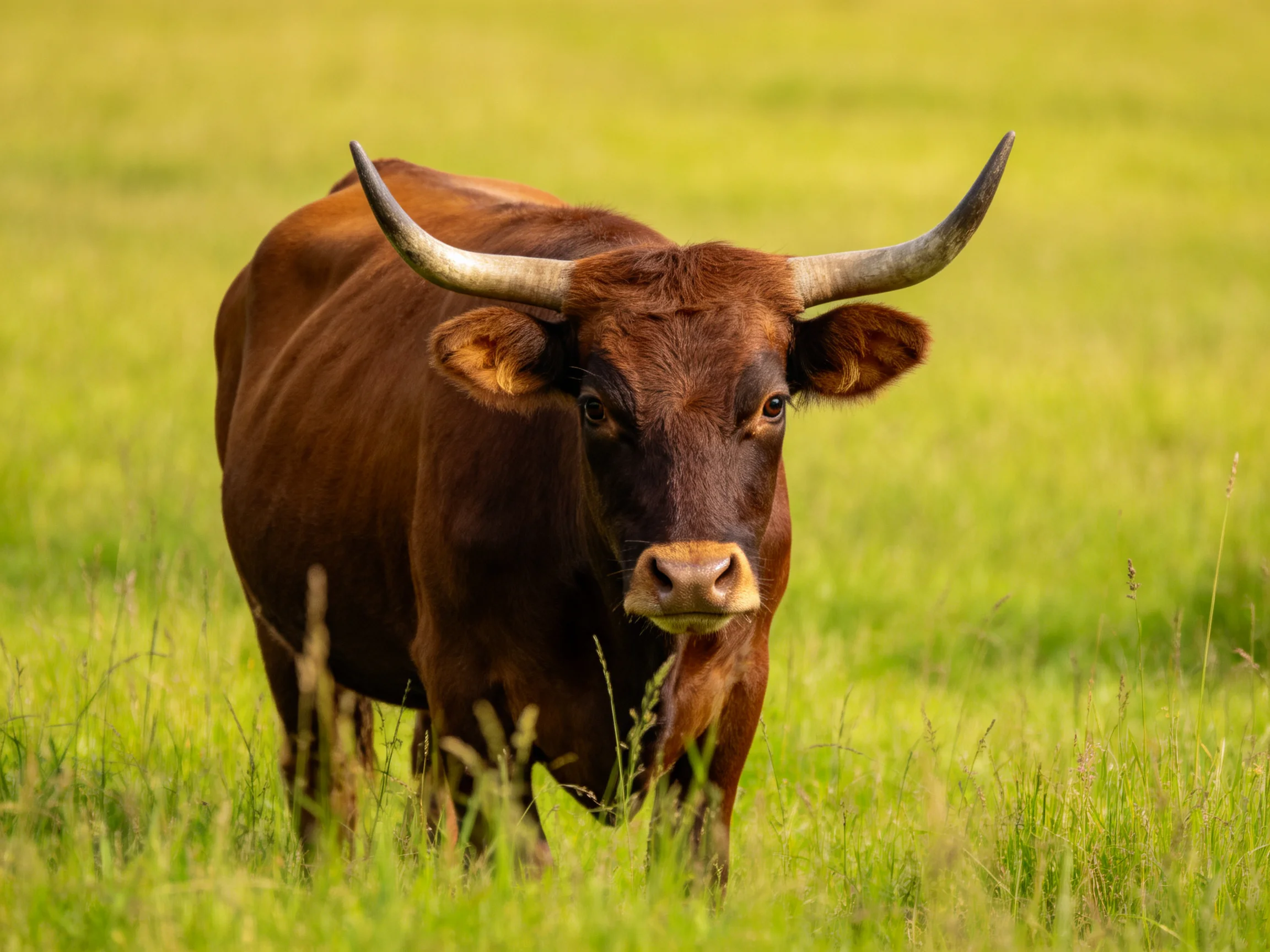 A robust brown cow with large curved horns in a lush green meadow