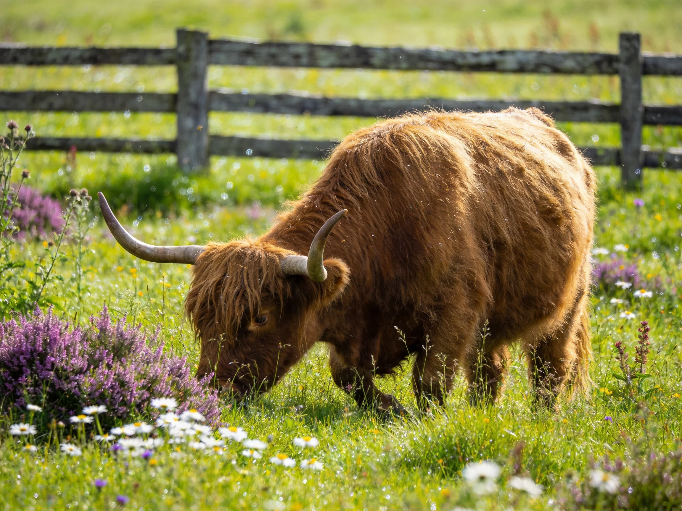 A shaggy brown Highland cow grazes in a flower-filled meadow near a wooden fence