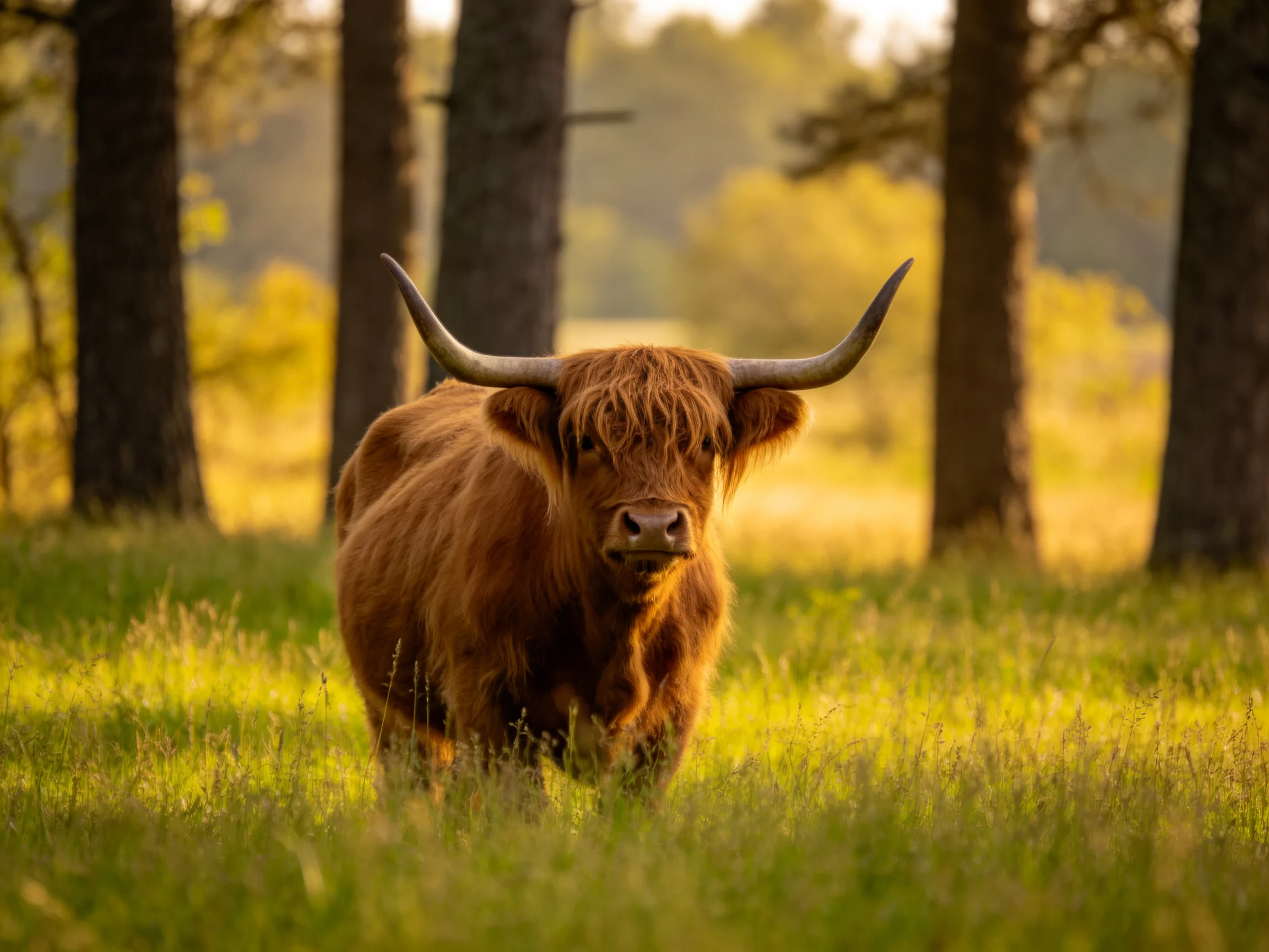 A shaggy brown Highland cow in a sunlit forest clearing