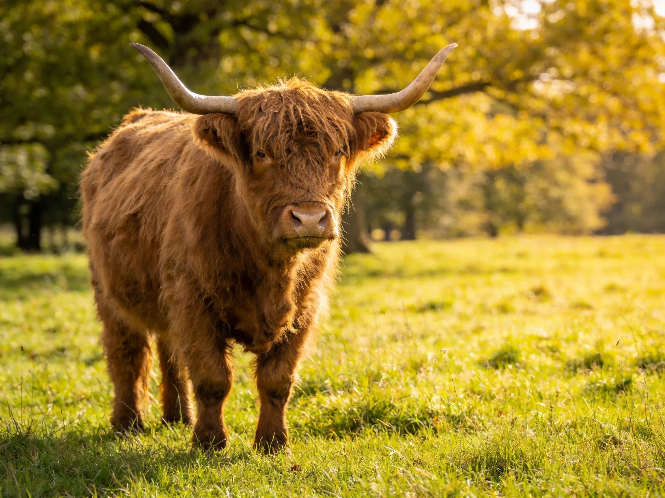 A shaggy brown Highland cow in a sunlit green pasture